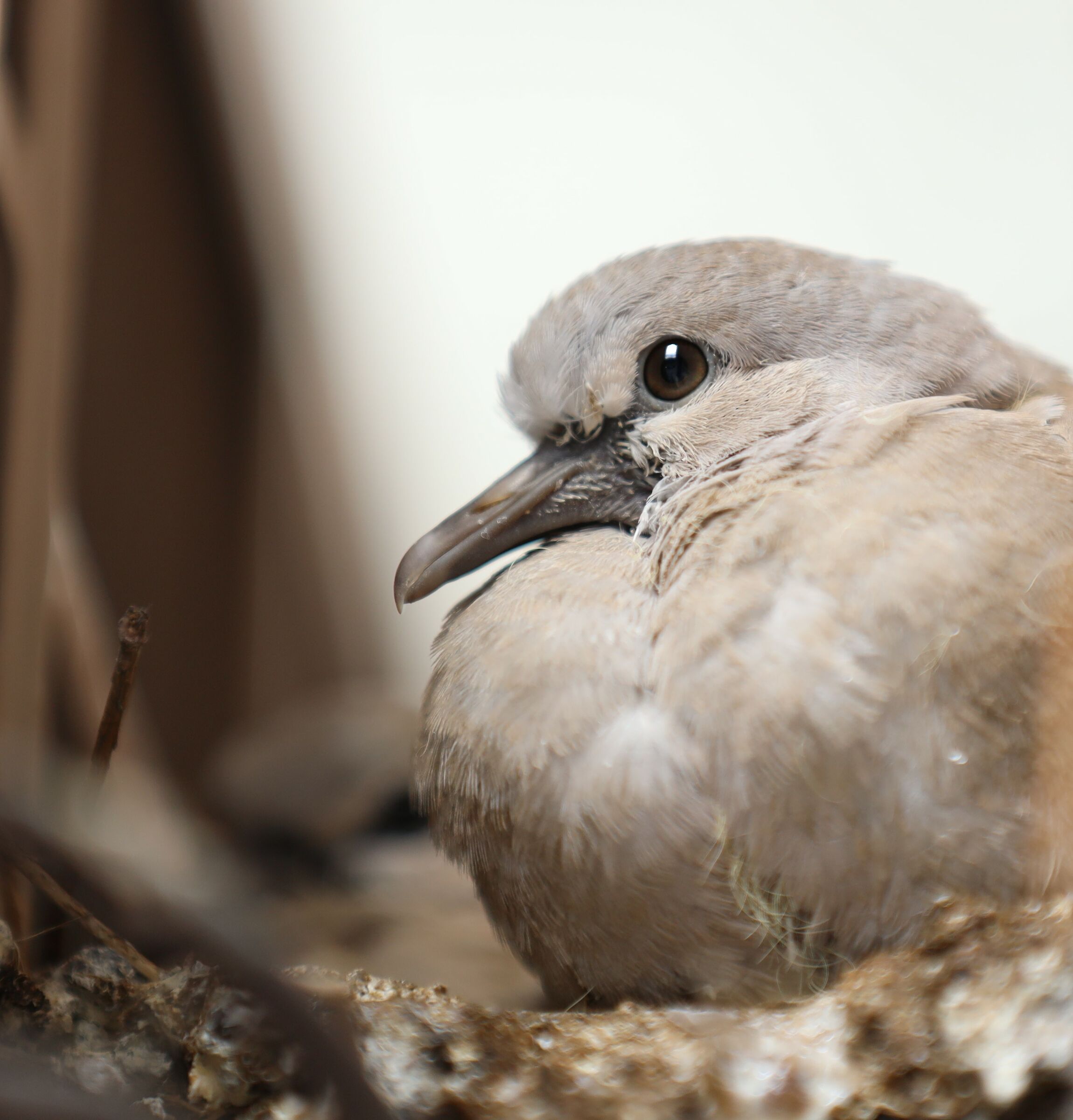 Nuove generazioni crescono