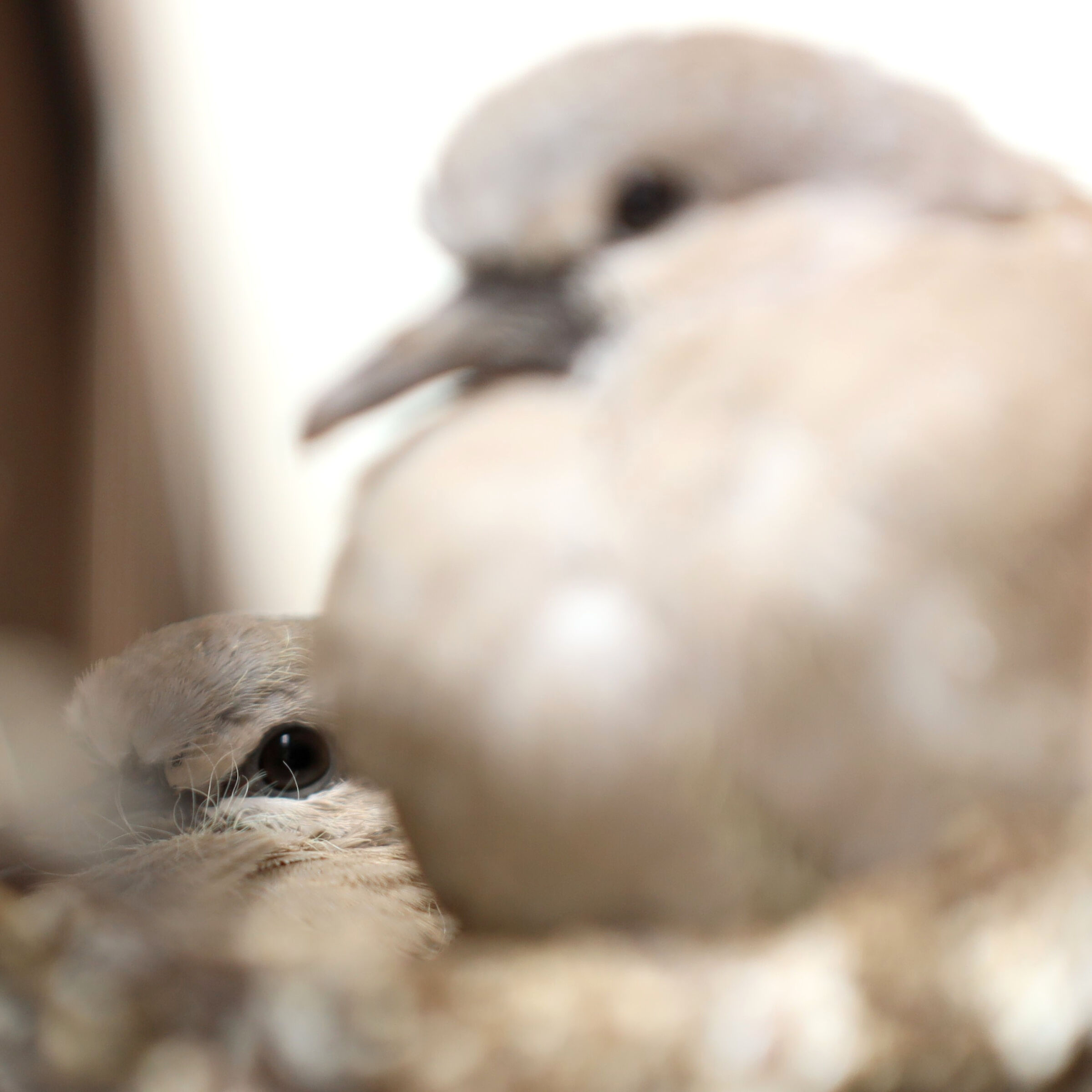 Nuove generazioni crescono