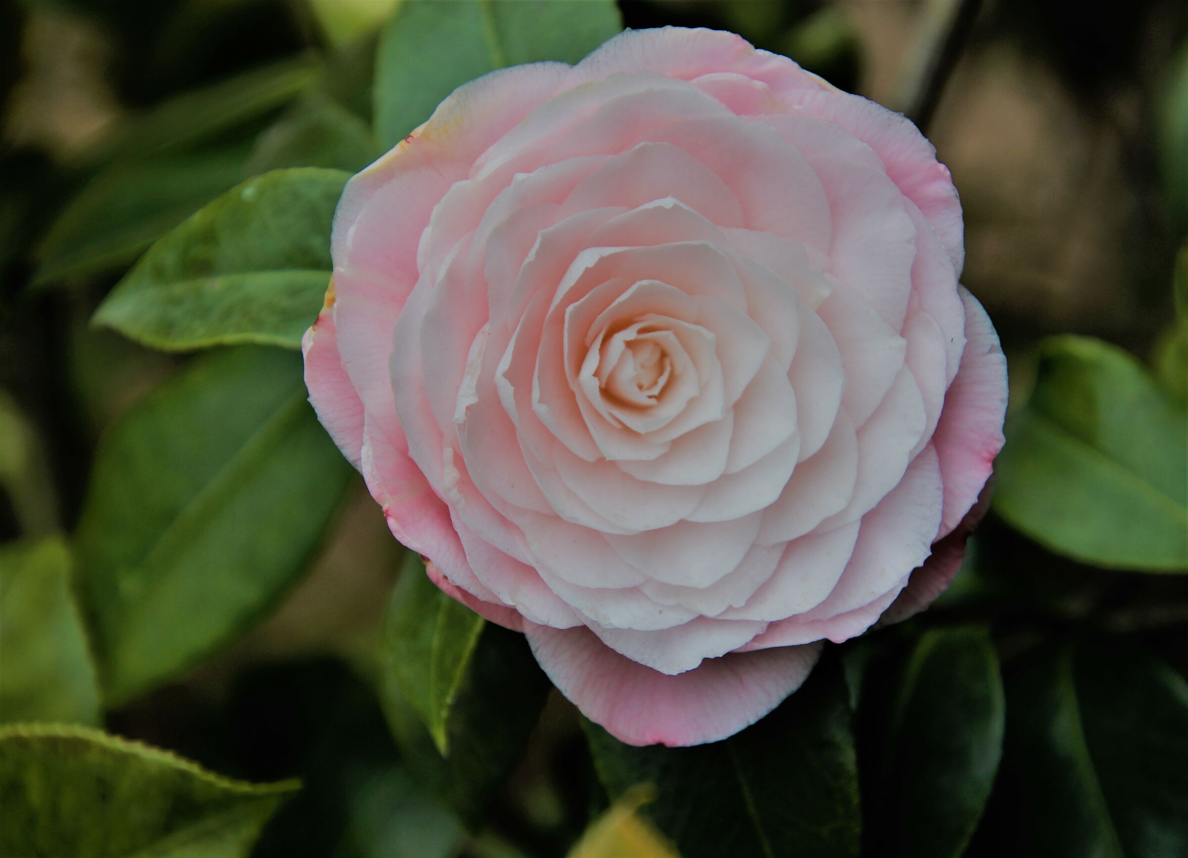 Camelia