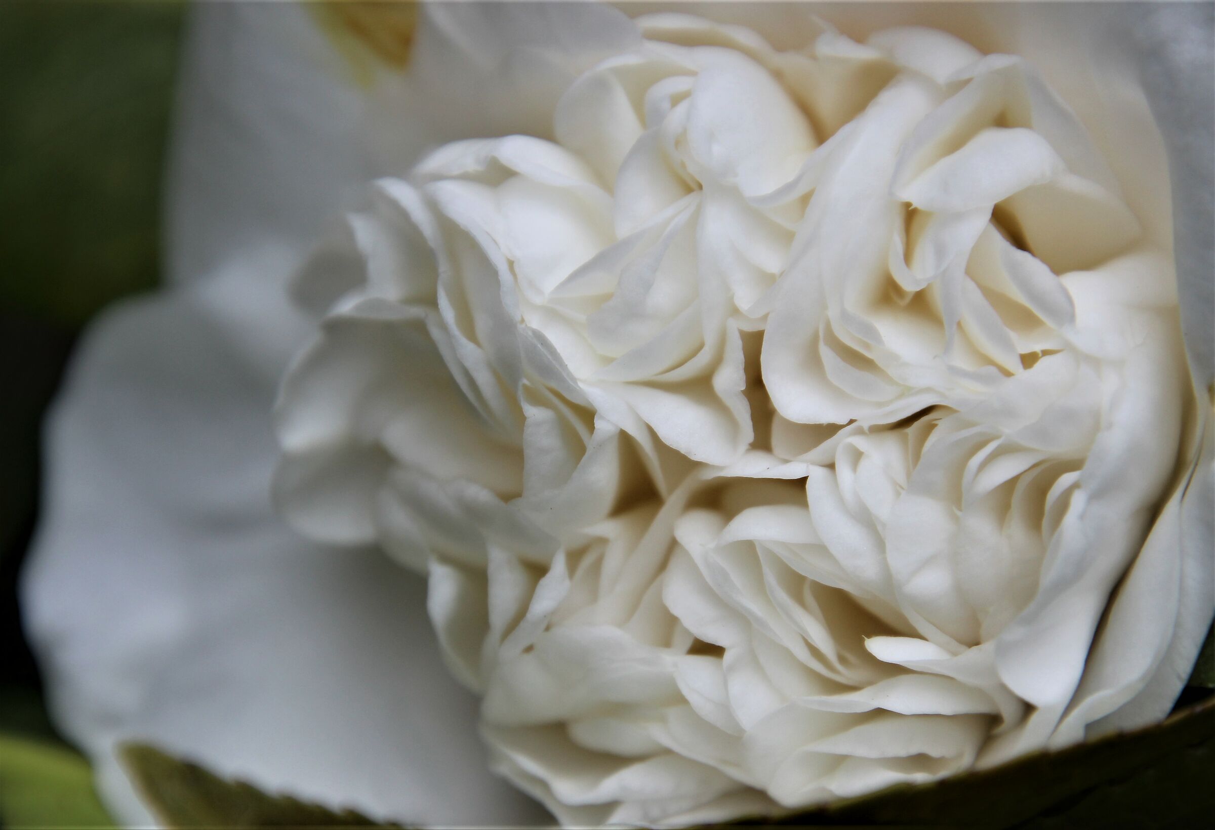 white camellia