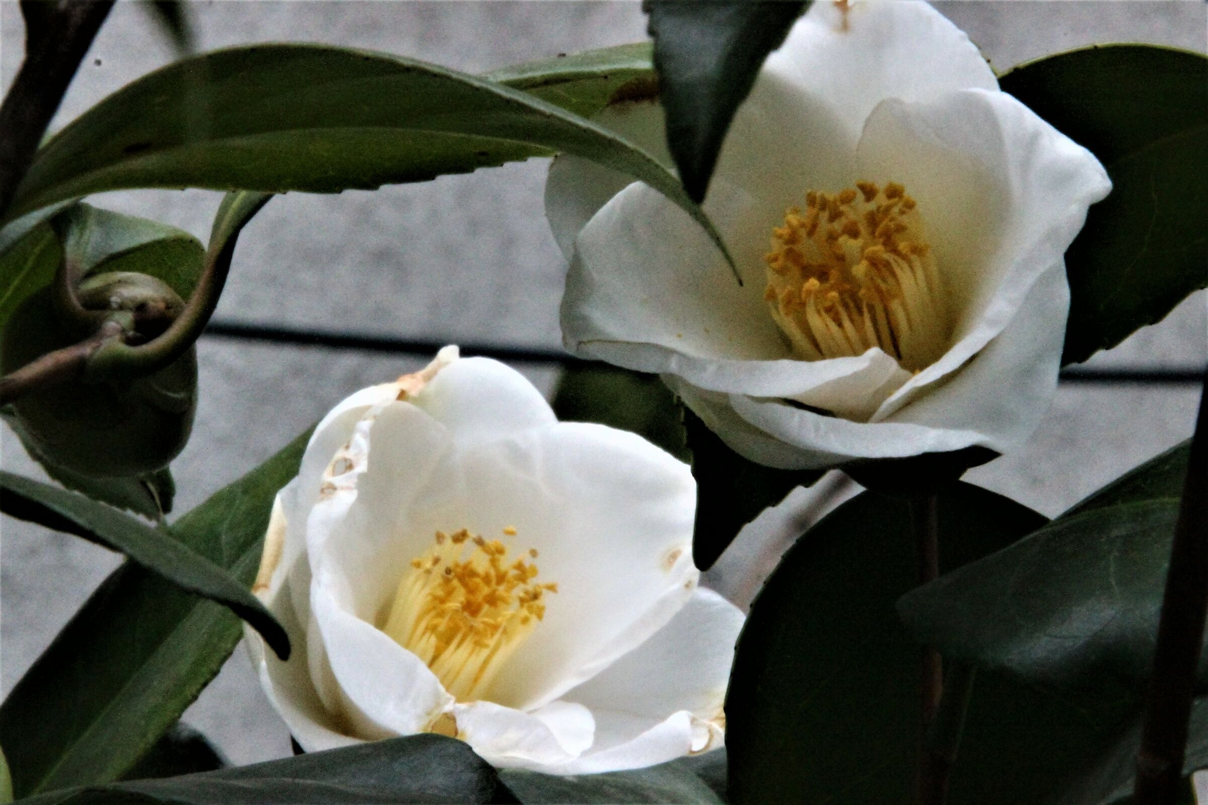 Untitled Photo