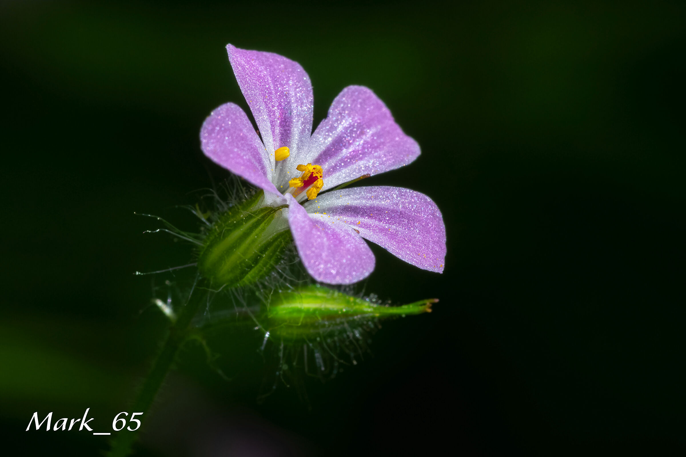 geranium lucidum