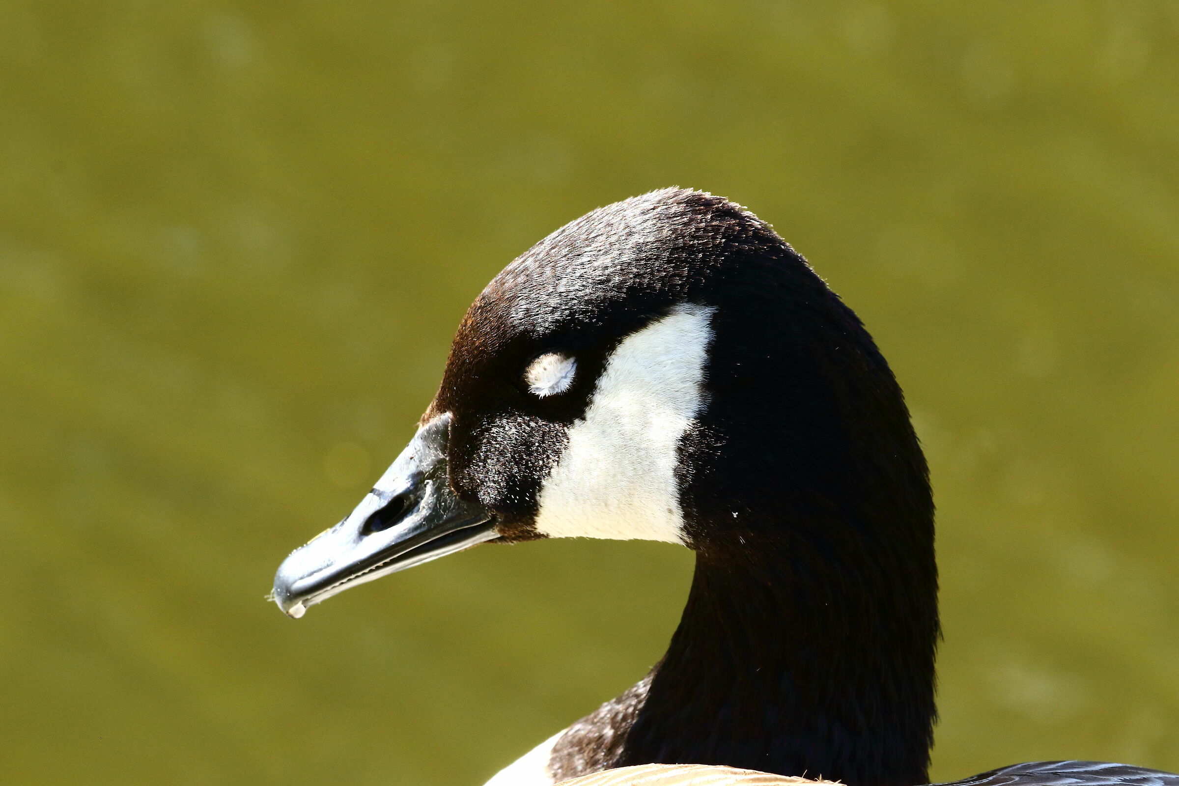 With eyes closed, in the Sun