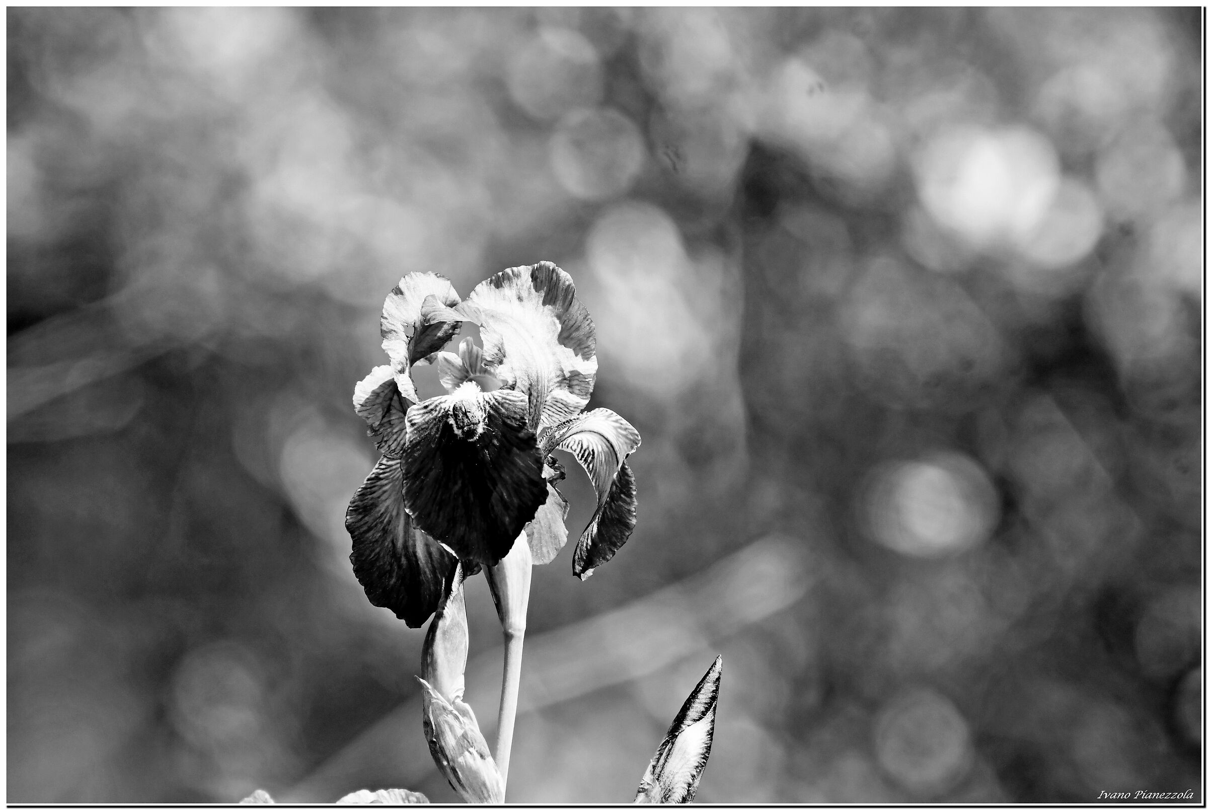 Delicate