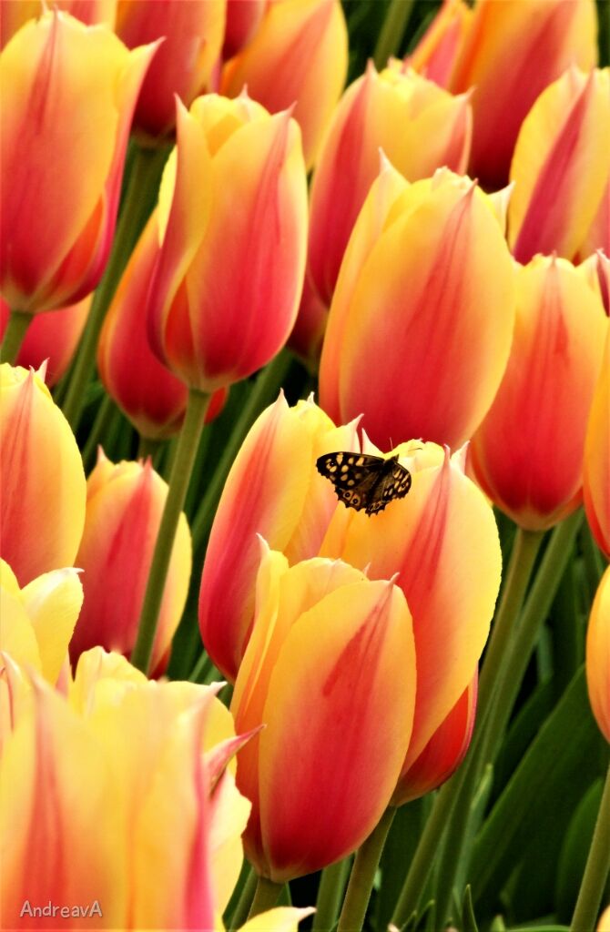 Butterfly tulips, welcome to spring.