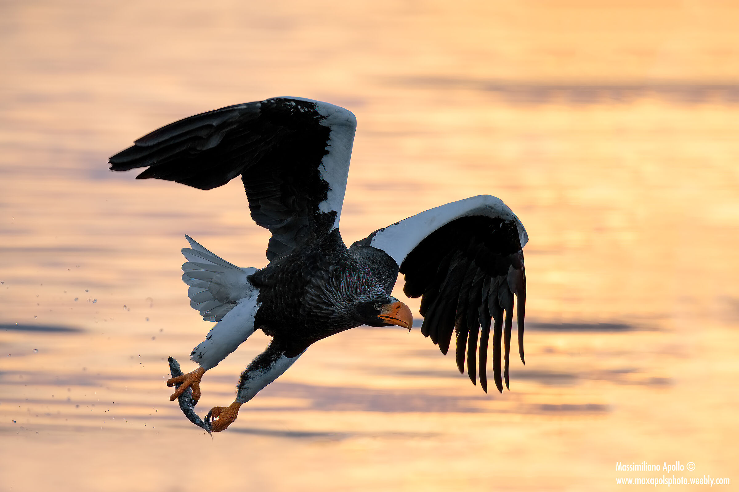 alba con la steller...