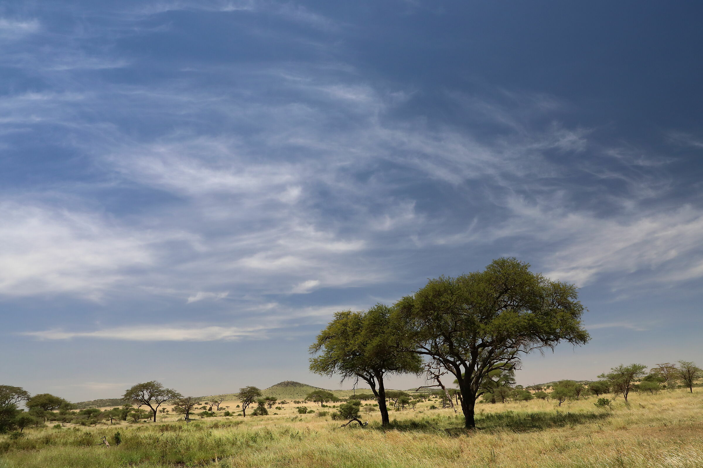 Panorama Serengeti