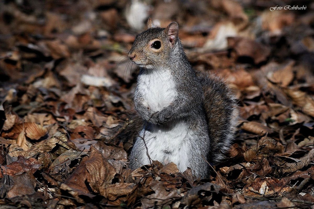 Scoiattolo grigio....