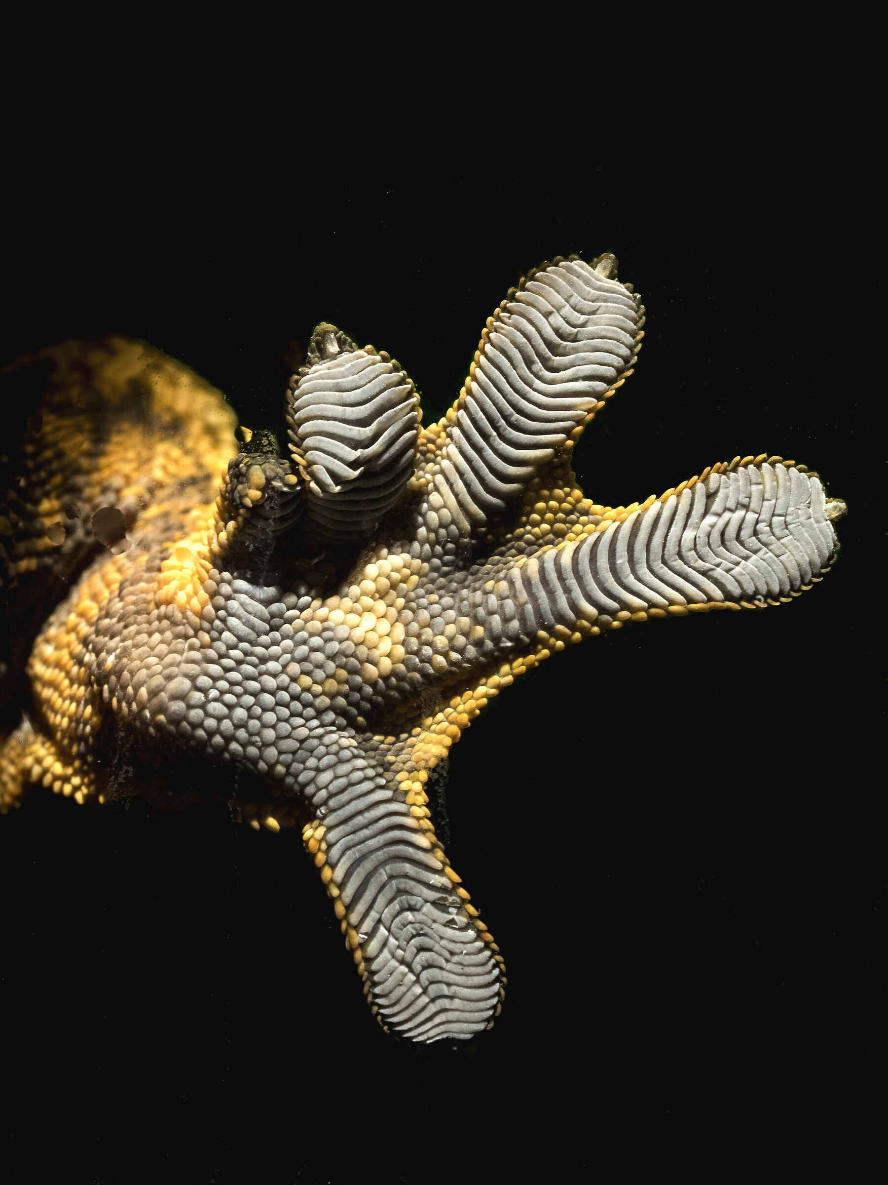 Particolare di C.ciliatus