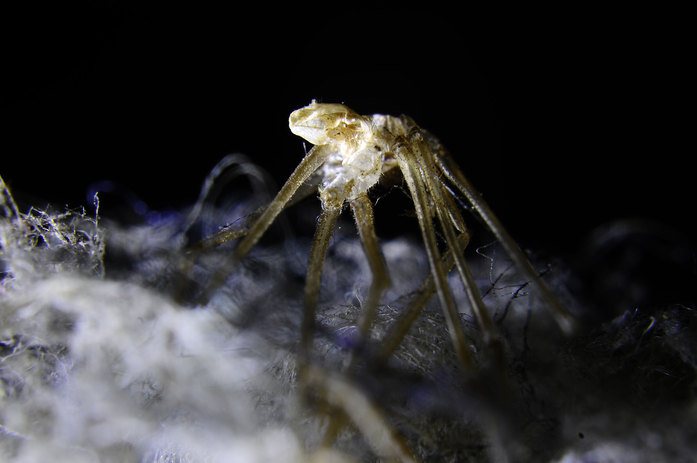 La Foresta delle cose morte 004/ Assaltatori Imperiali