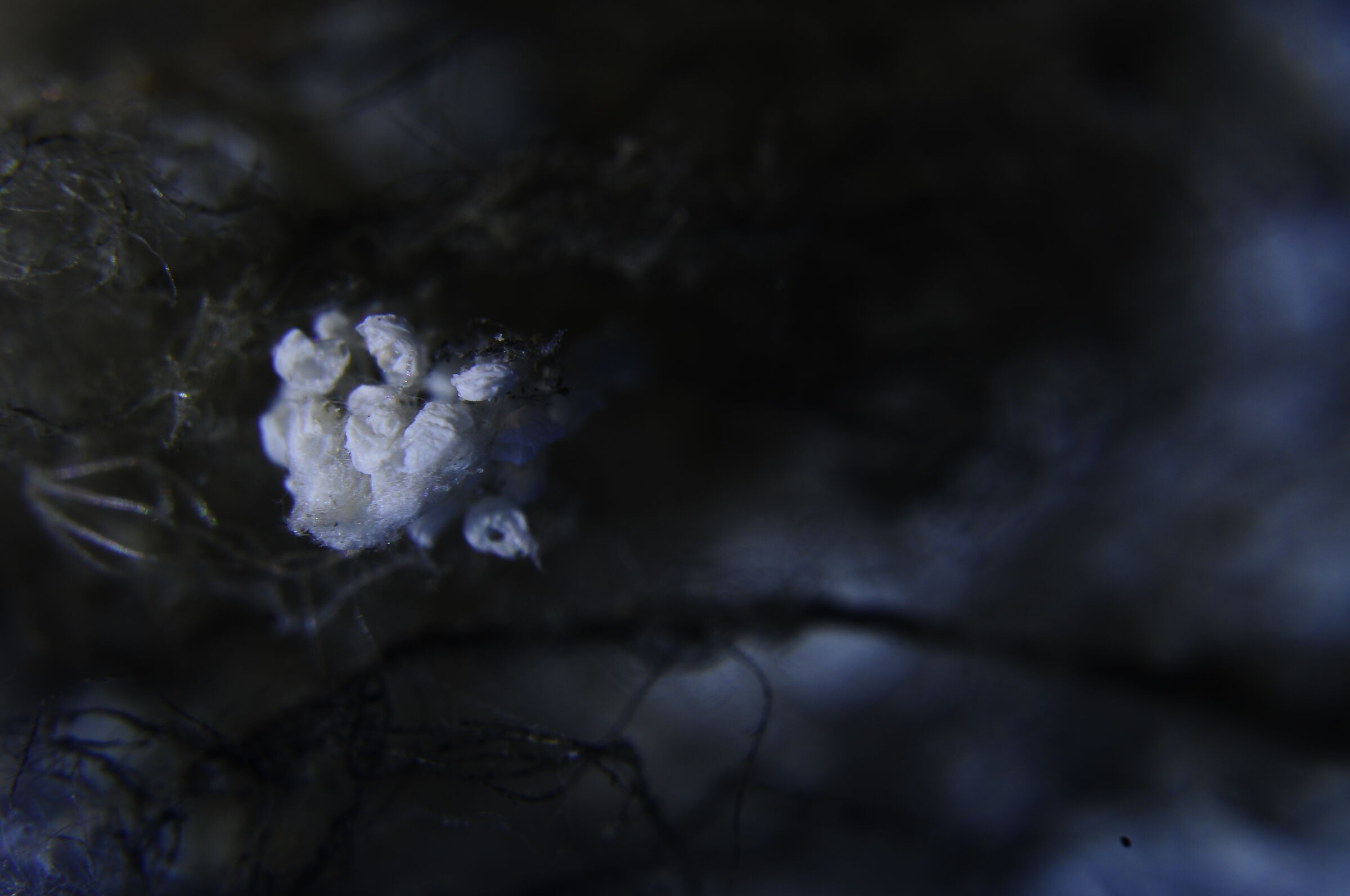 La Foresta delle cose morte 006/ YoctoRose