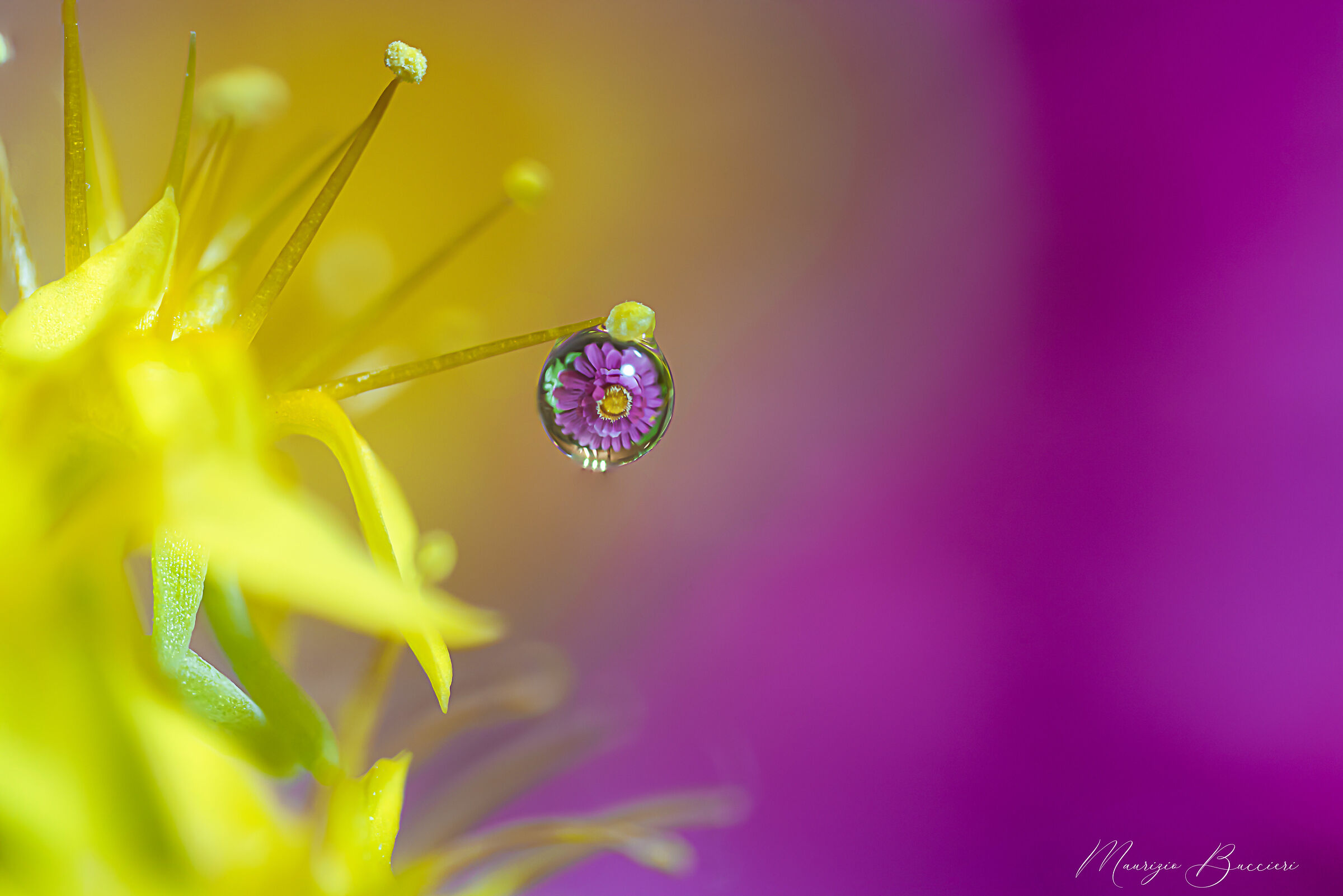 Drop on flower