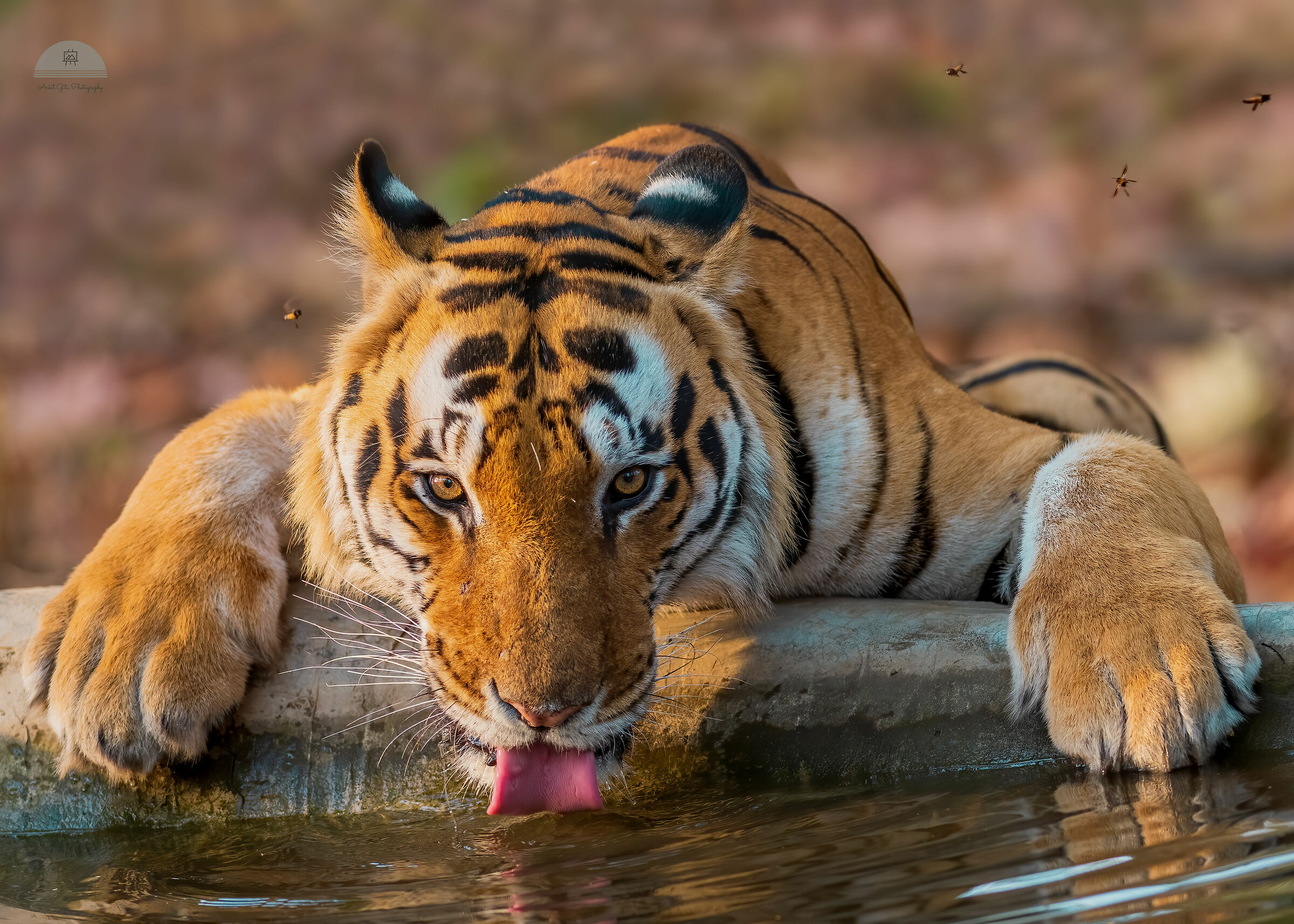 Eye to eye!, Kanha NP, India