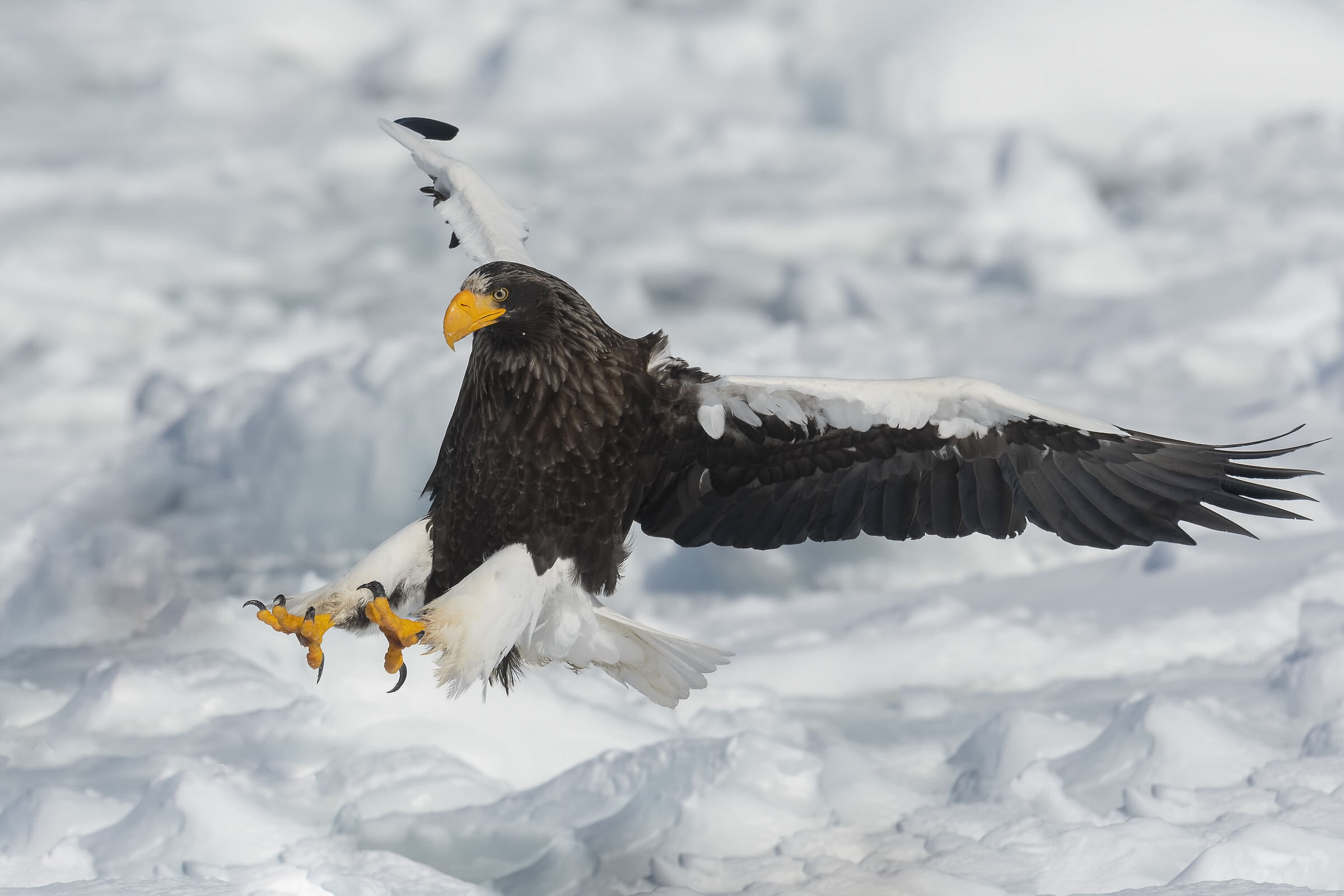 Aquila di mare di Steller