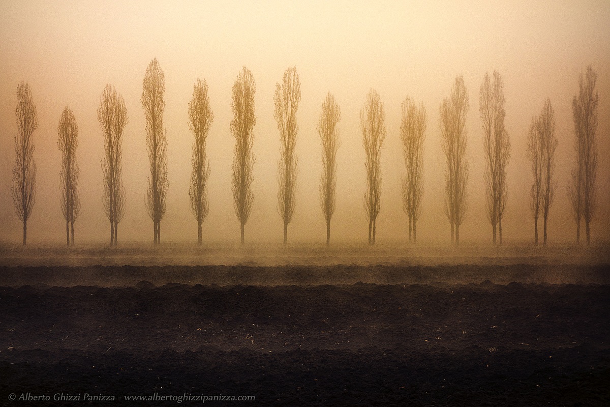 Fog among the poplars