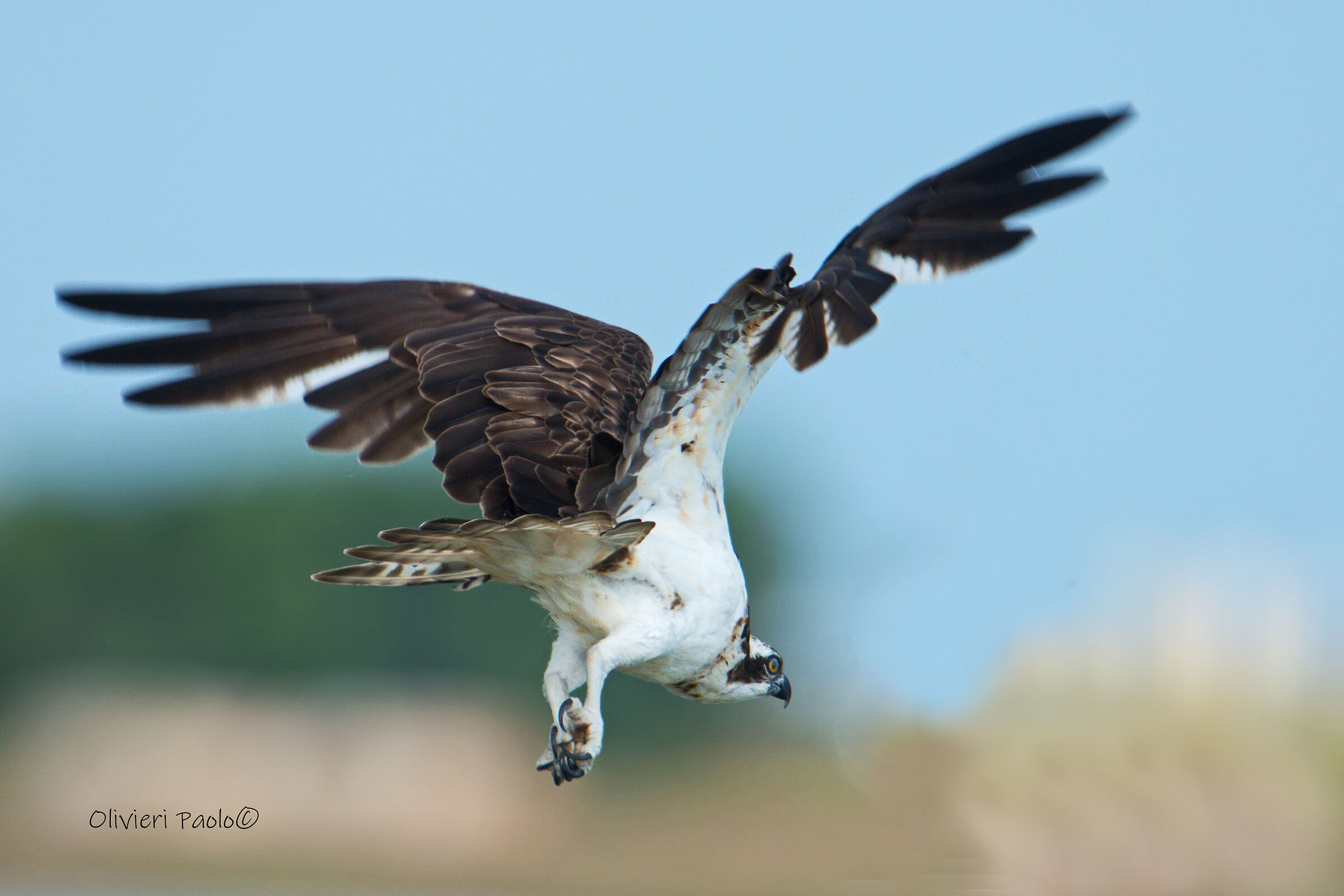 osprey
