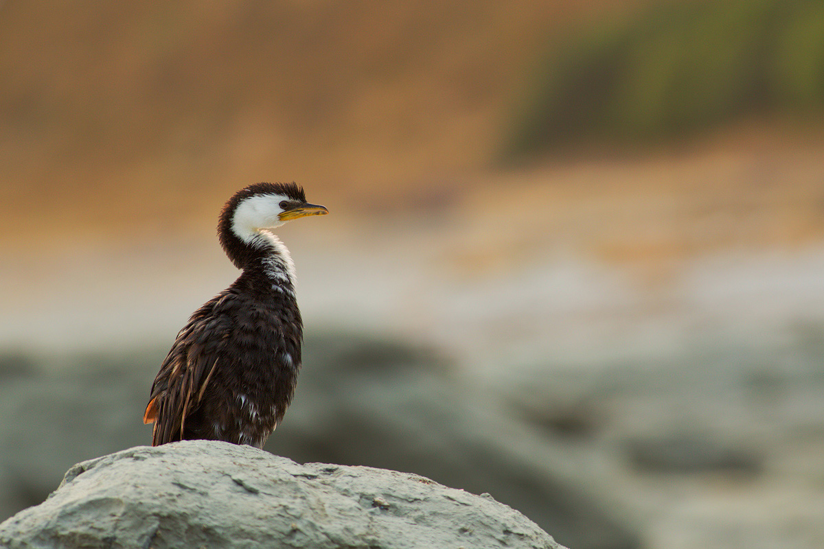 Minor black-and-white cormorant (Microcarbo melanoleucos)