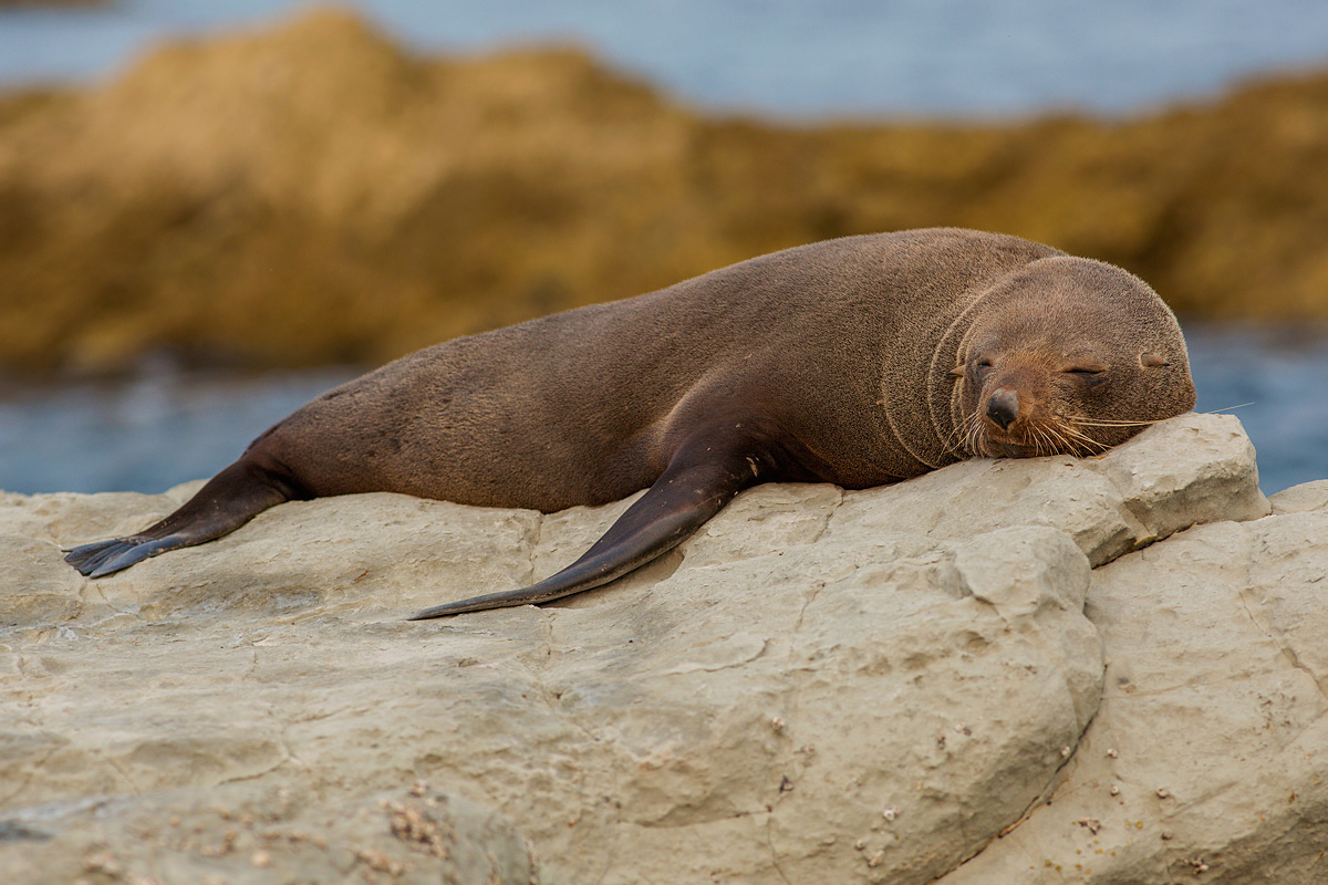 New Zealand bear otaria