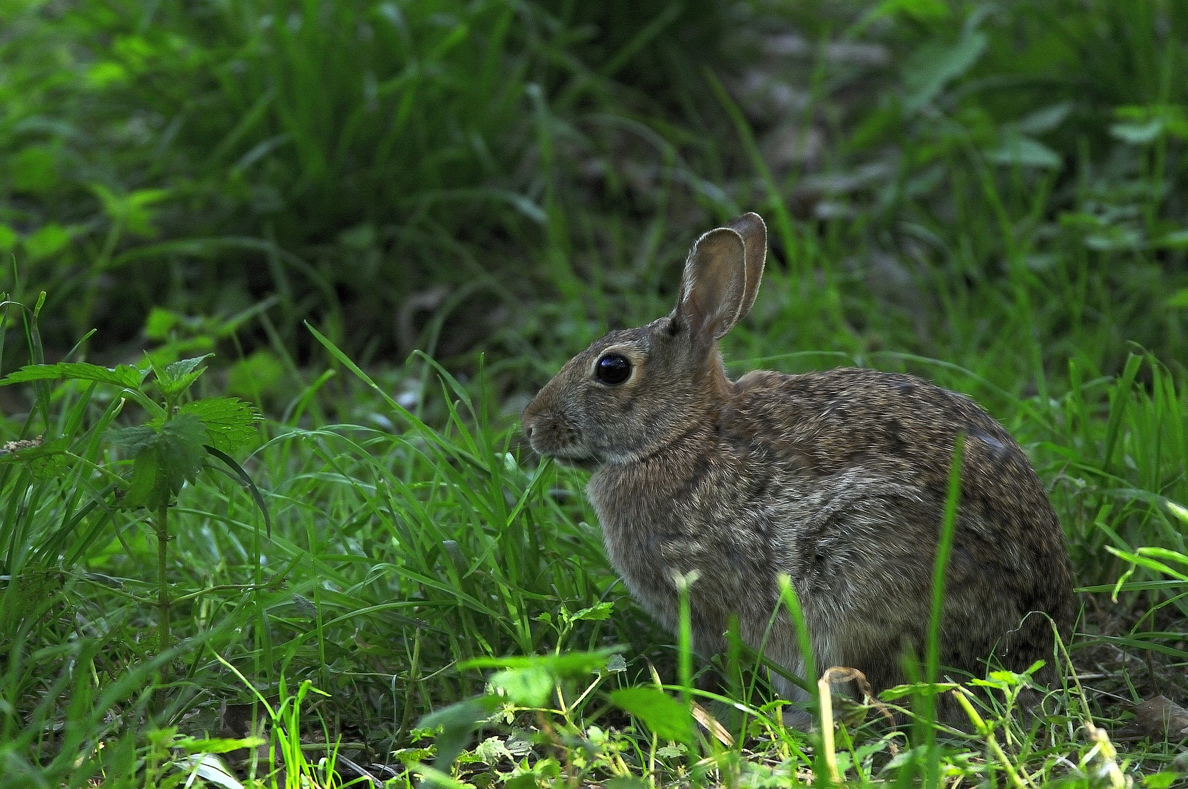 Wild Rabbit