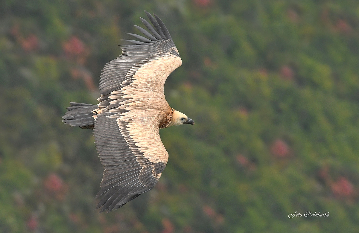 Griffin... Verdon...