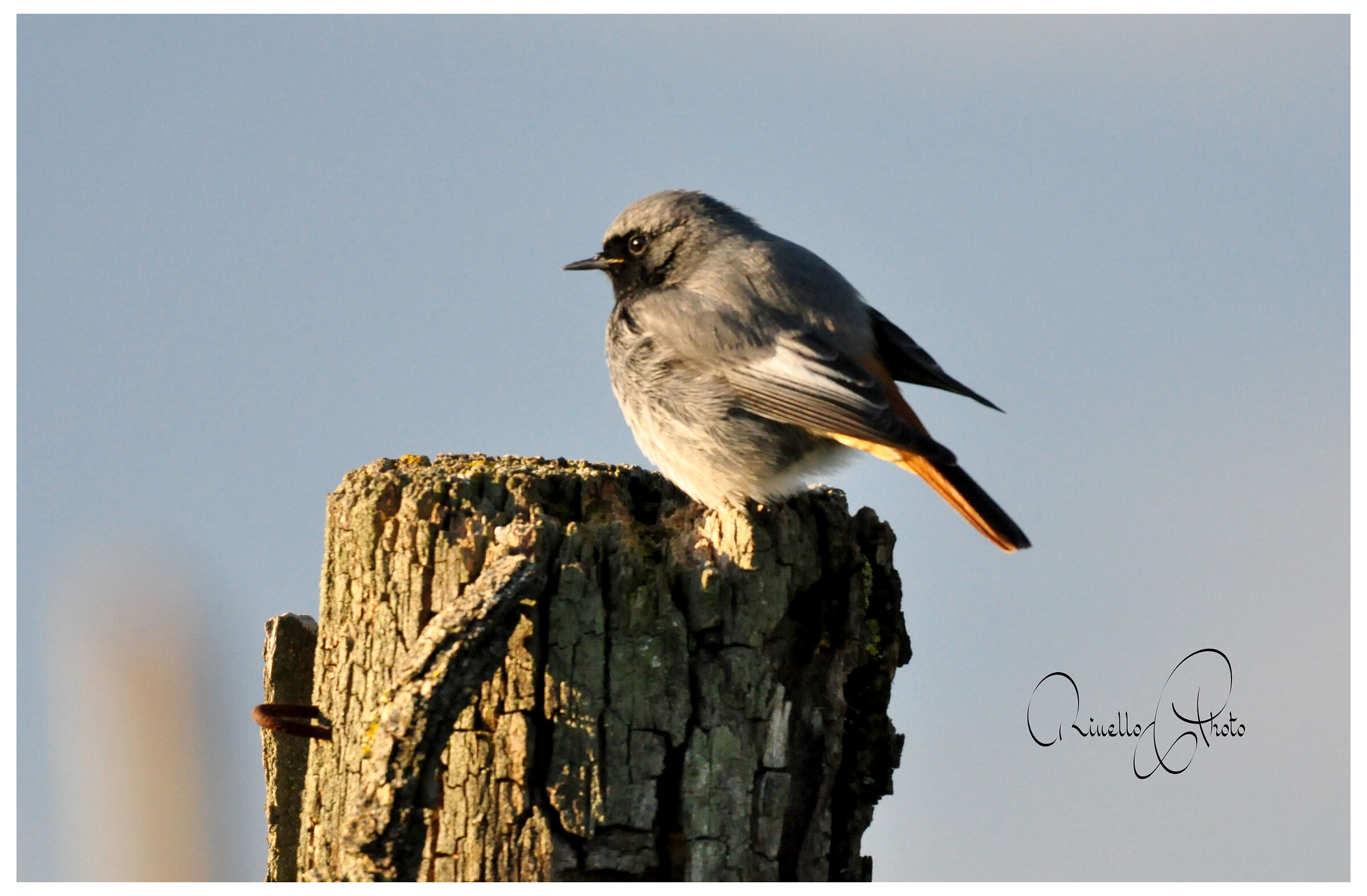 Codirosso spazzacamino