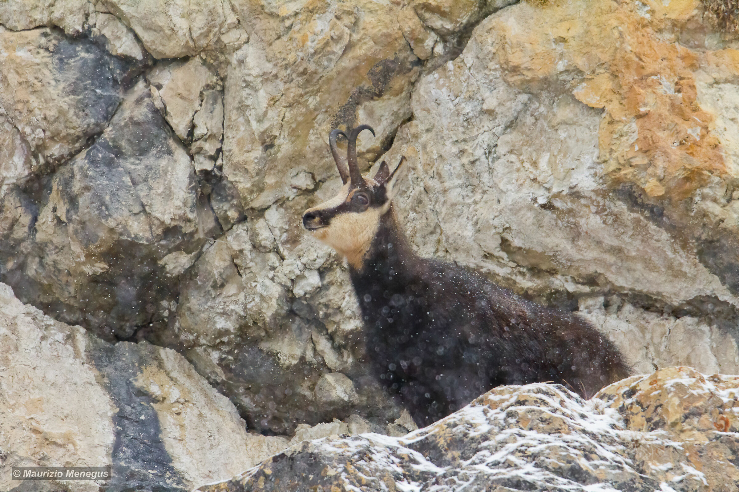 Camoscio sotto una nevicata