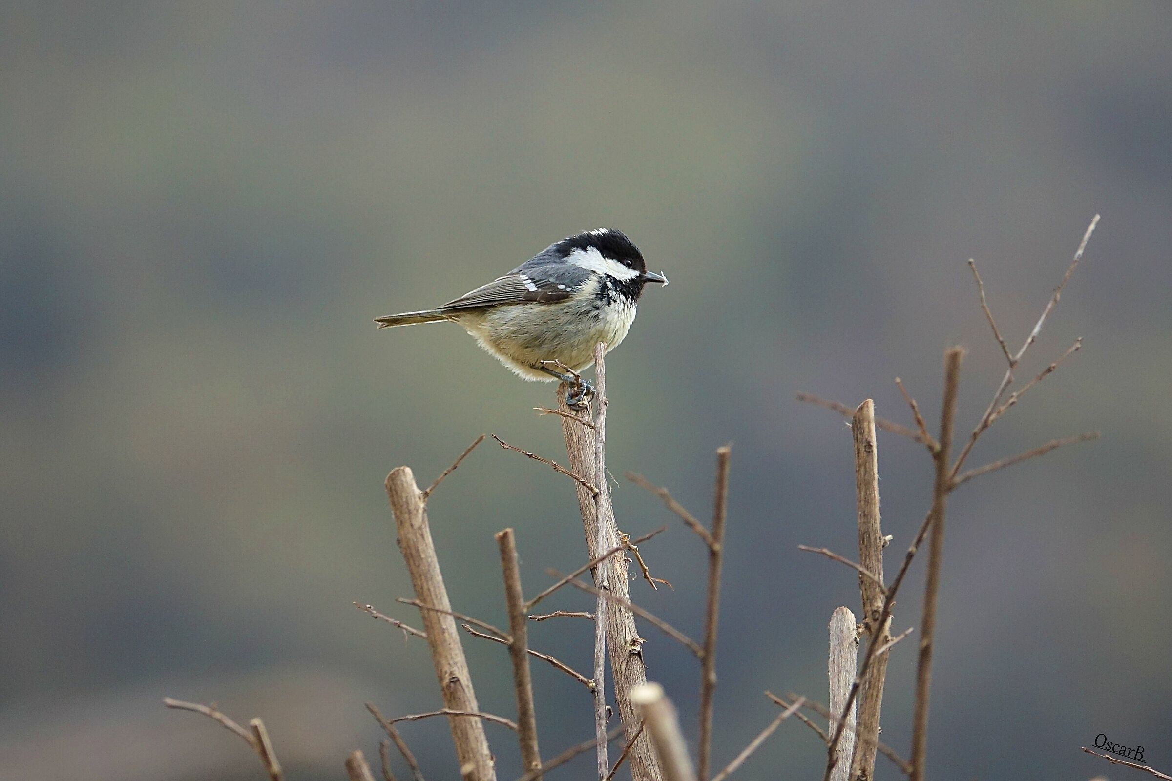 Cincia Mora su troni