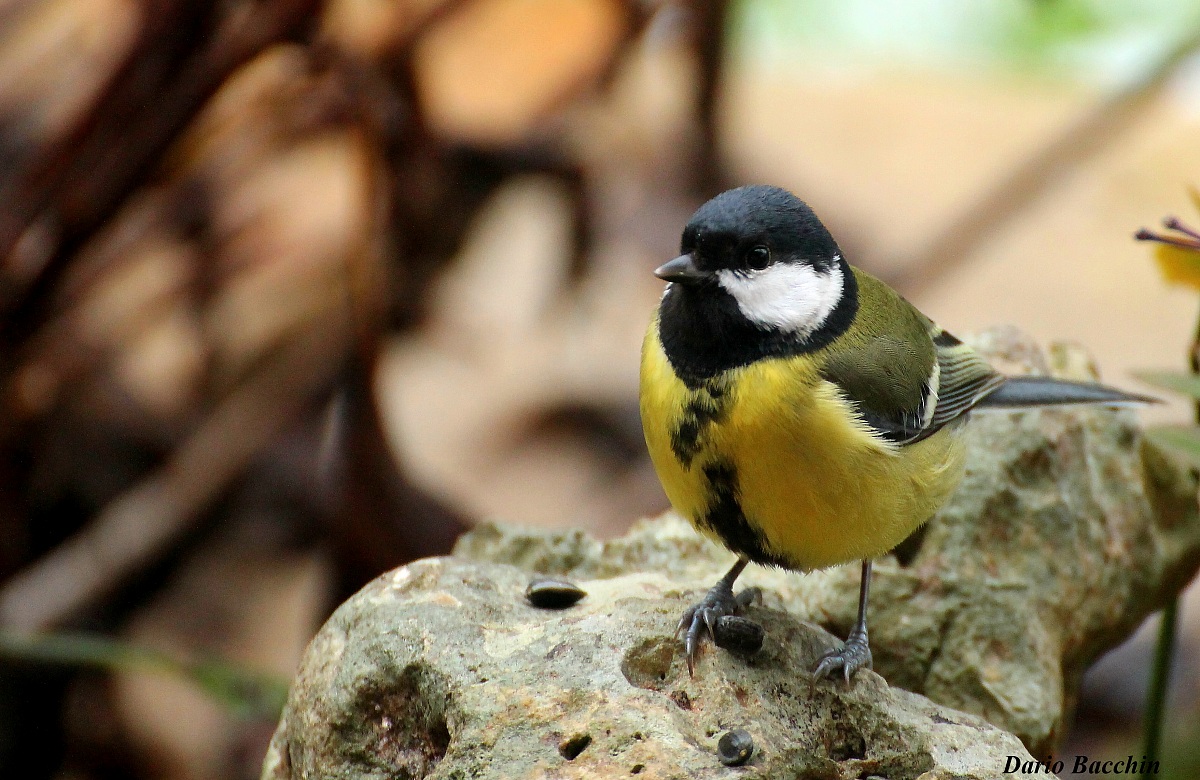 primo piano da dietro la finestra