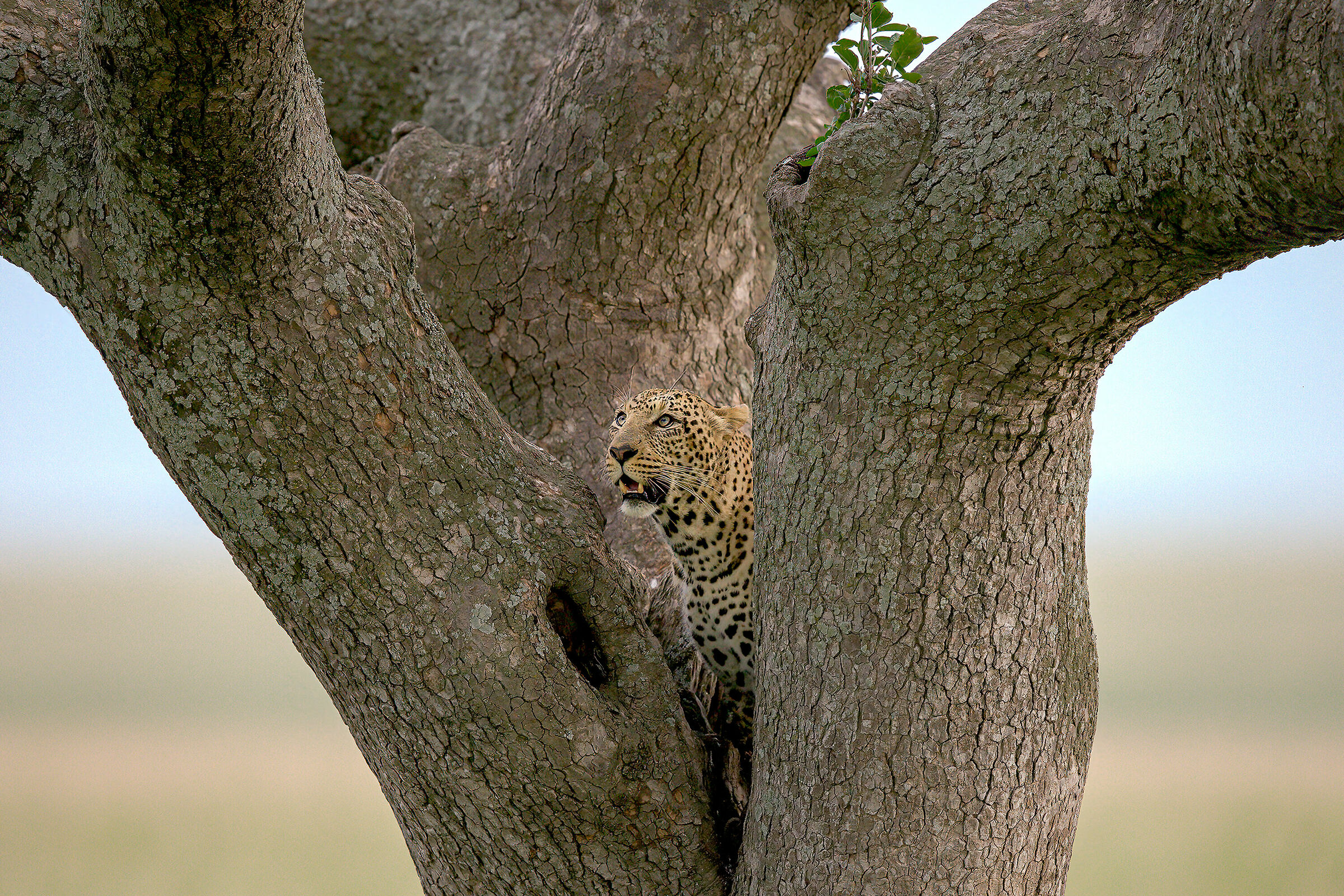 ecstatic leopard