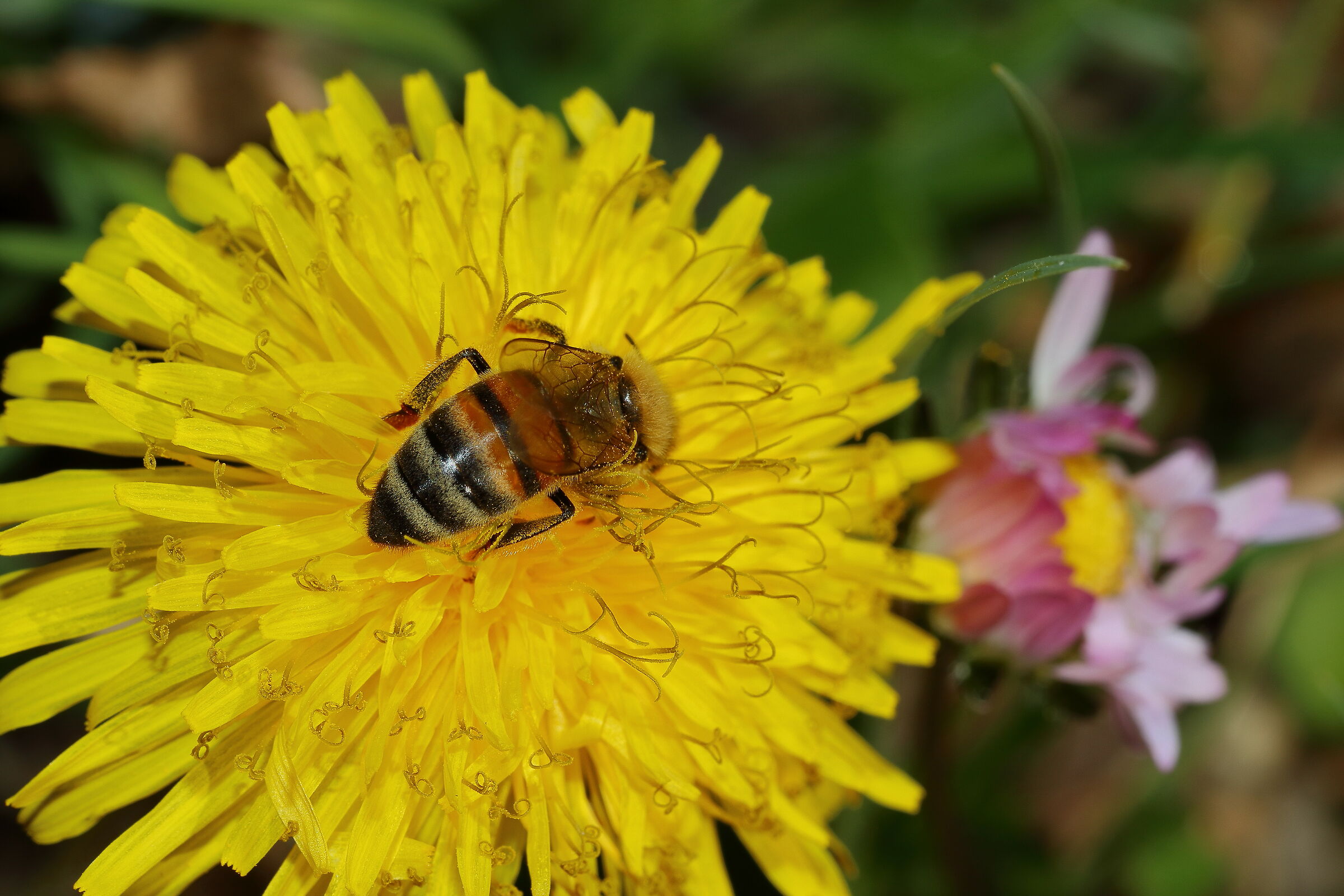 e' arrivata la primavera