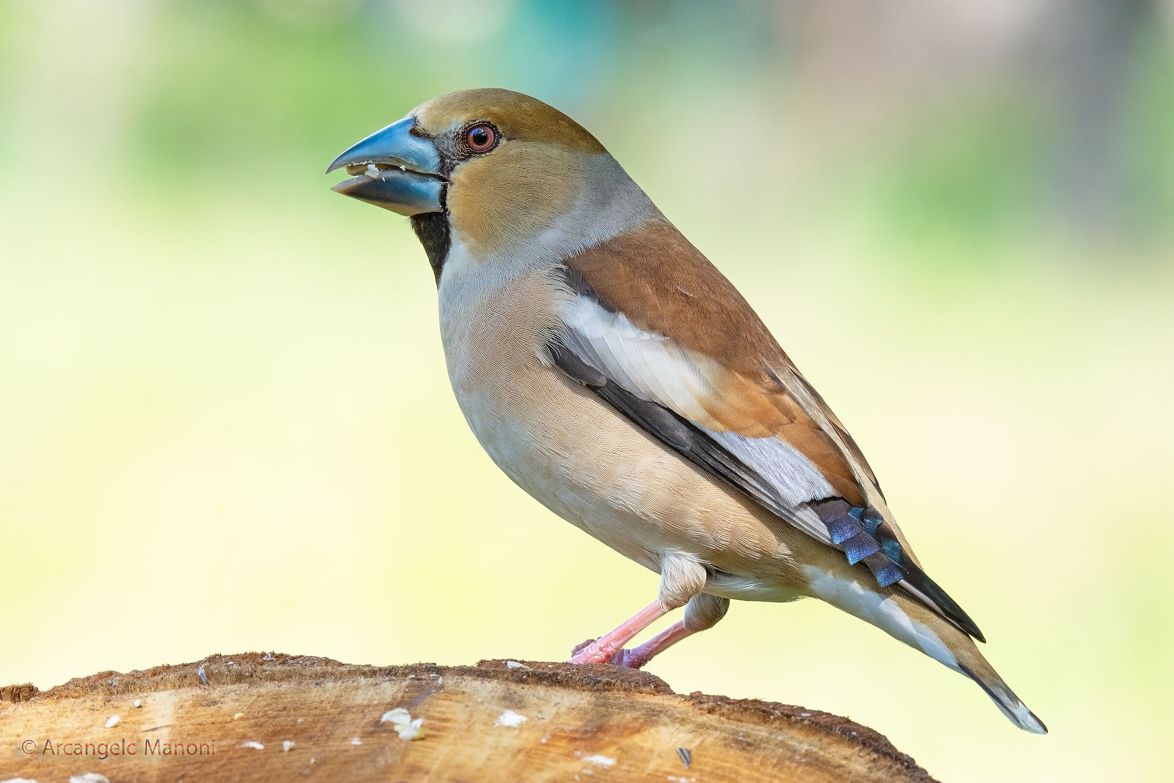 Primo aprile 2020 ''omaggio alla primavera''...