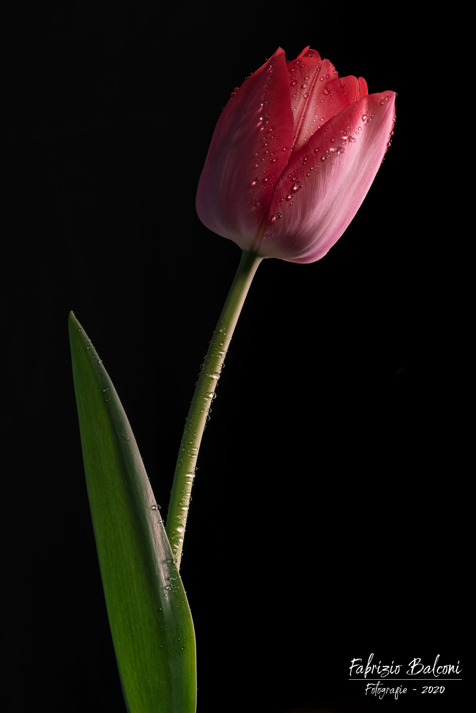 Quarantena produttiva 2