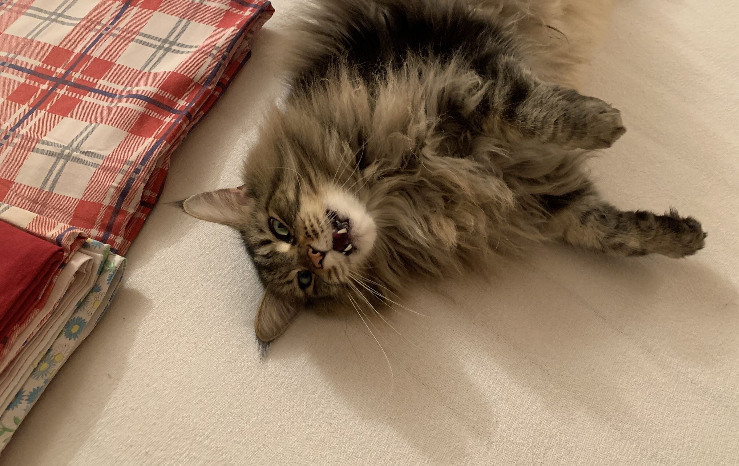 Non mi sposto ... il letto è mio