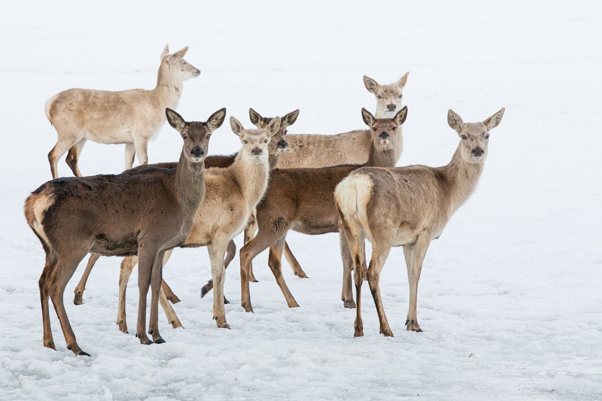 Deers in winter