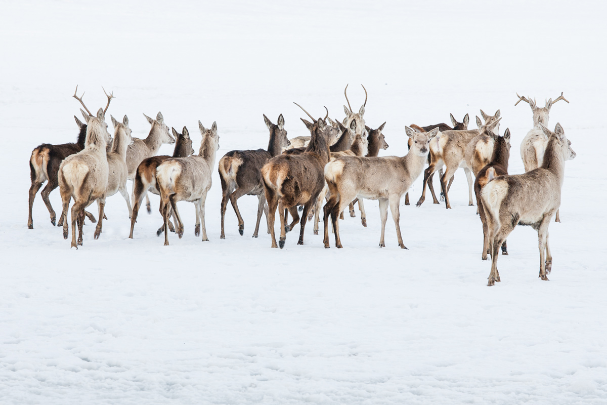 deers in winter