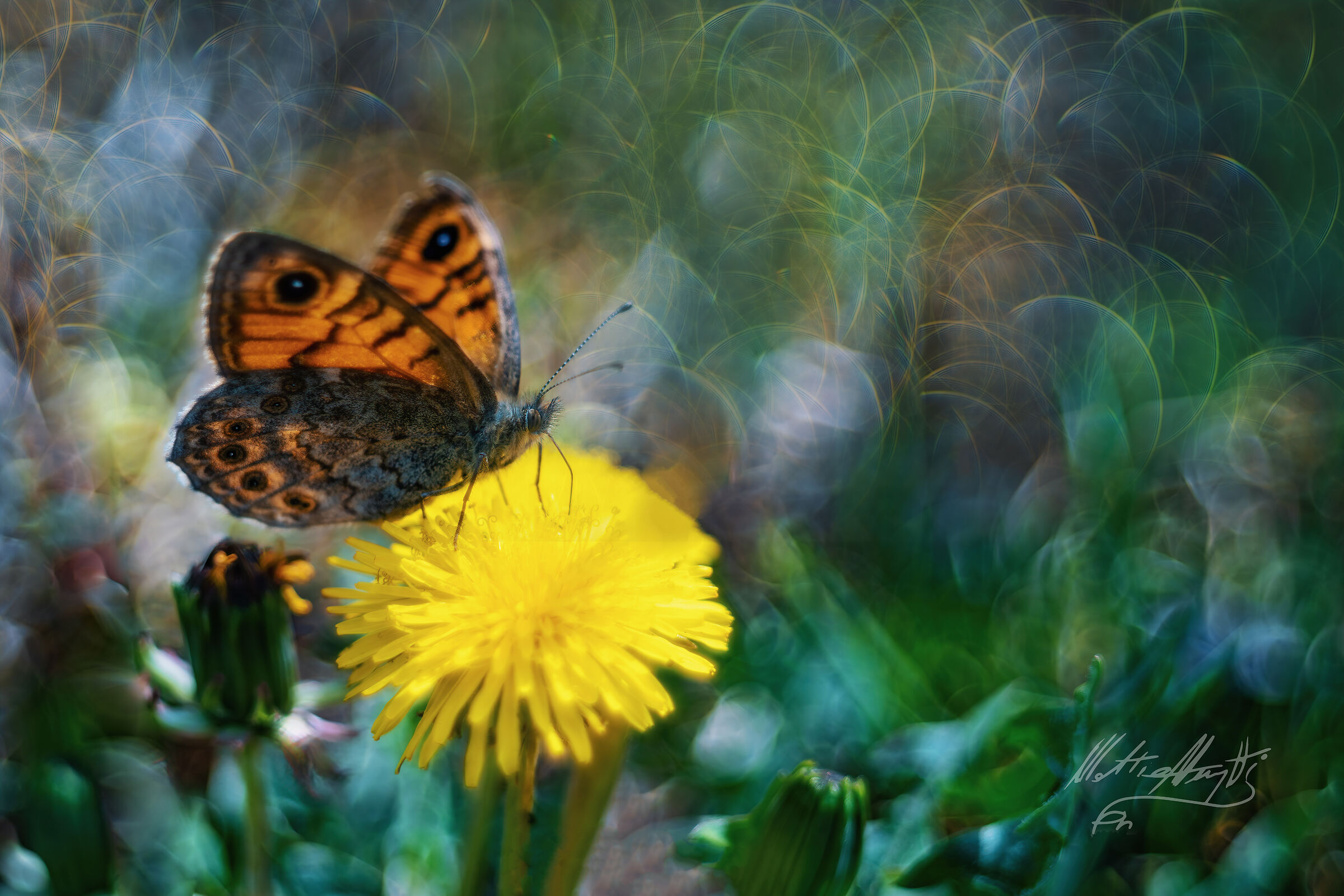 "Quarantined Butterfly"