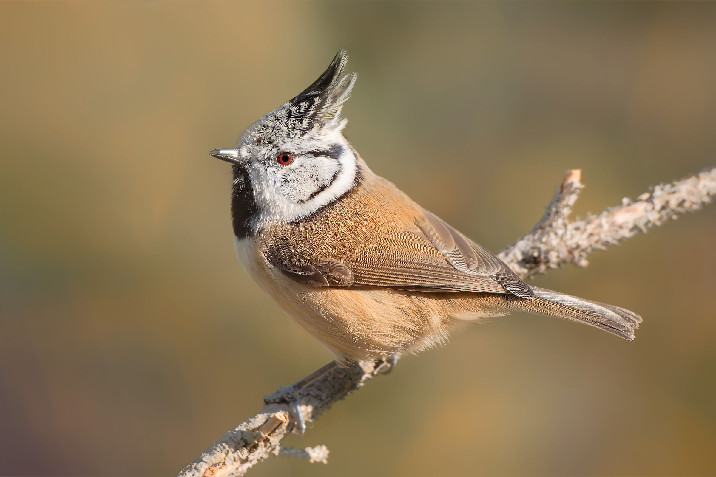 Cincia dal ciuffo - Autunno 2019