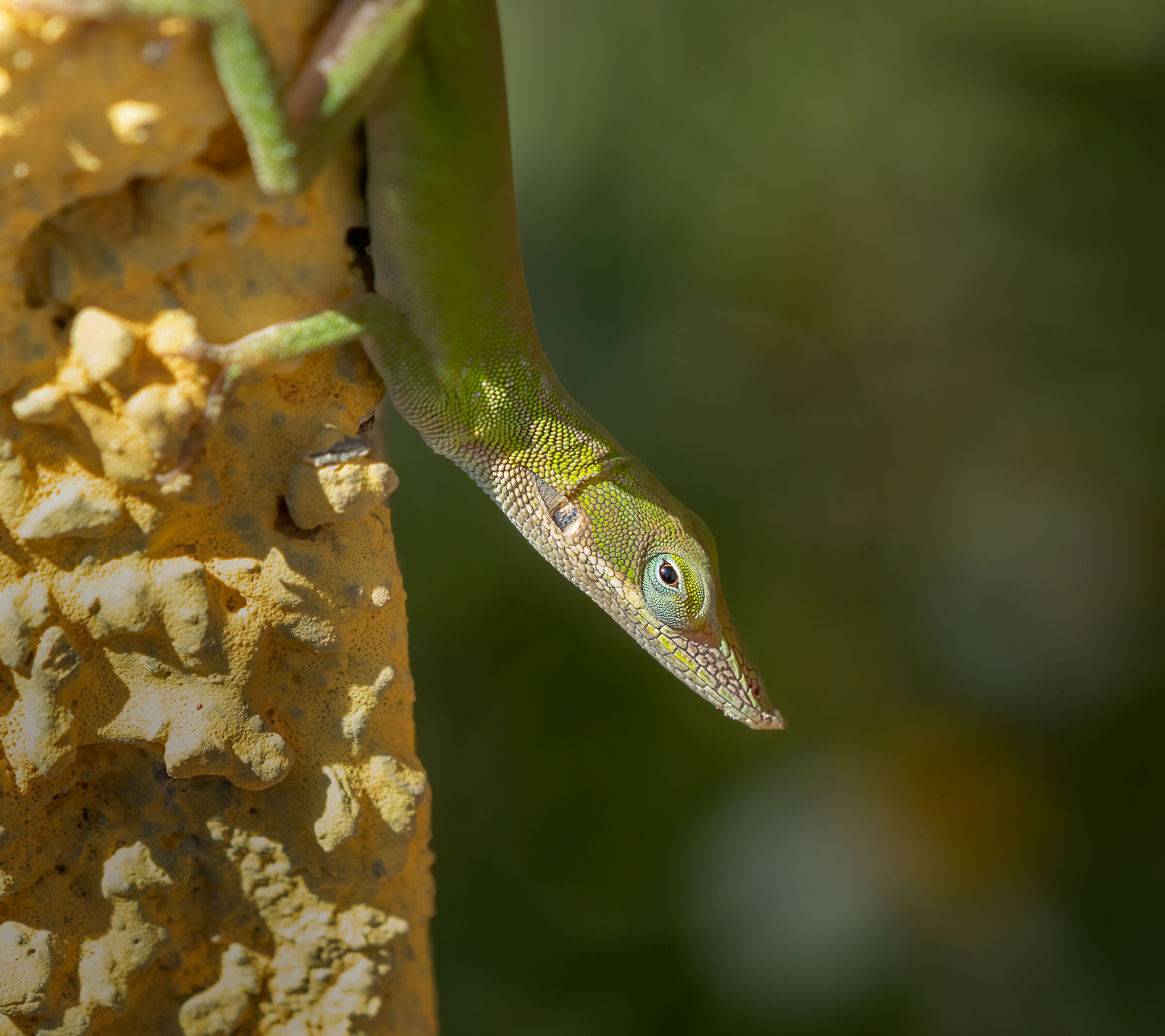Green Anole