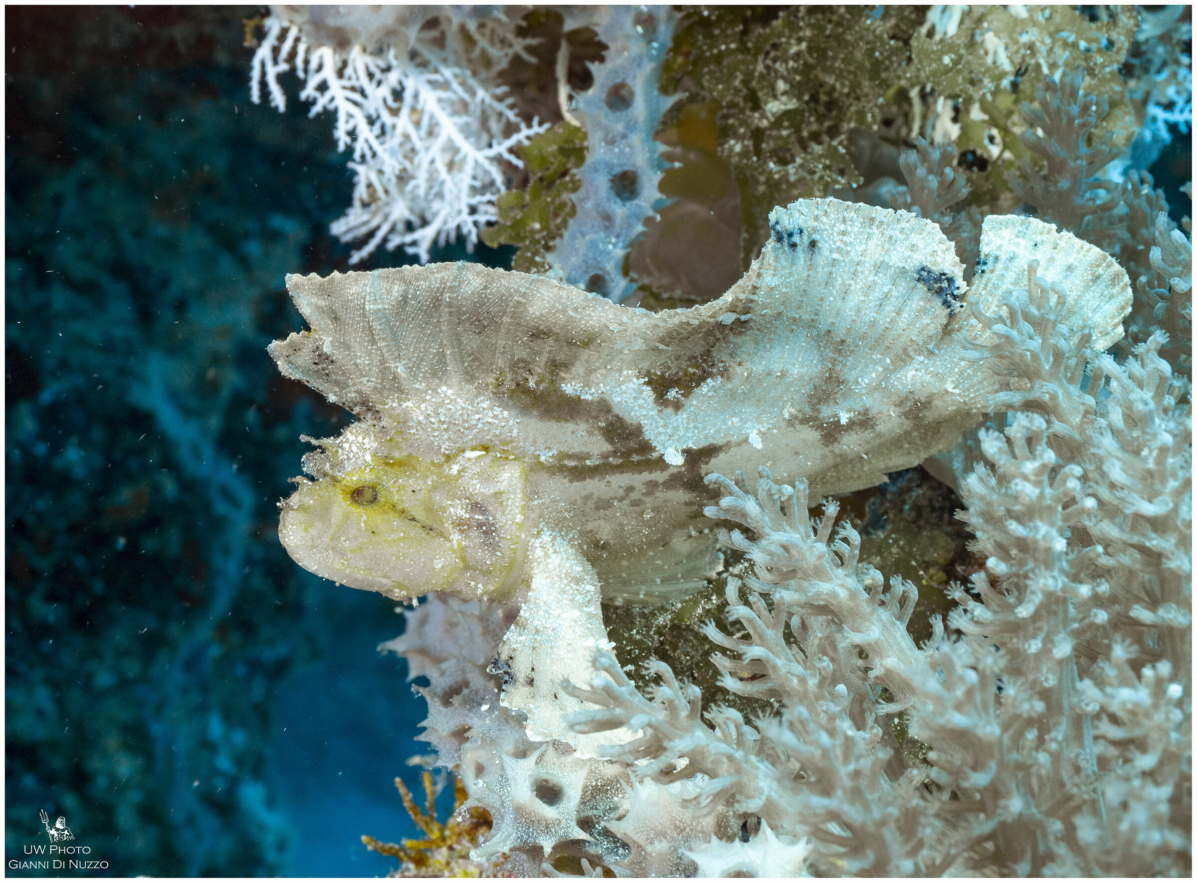 Mimetizzato tra i coralli