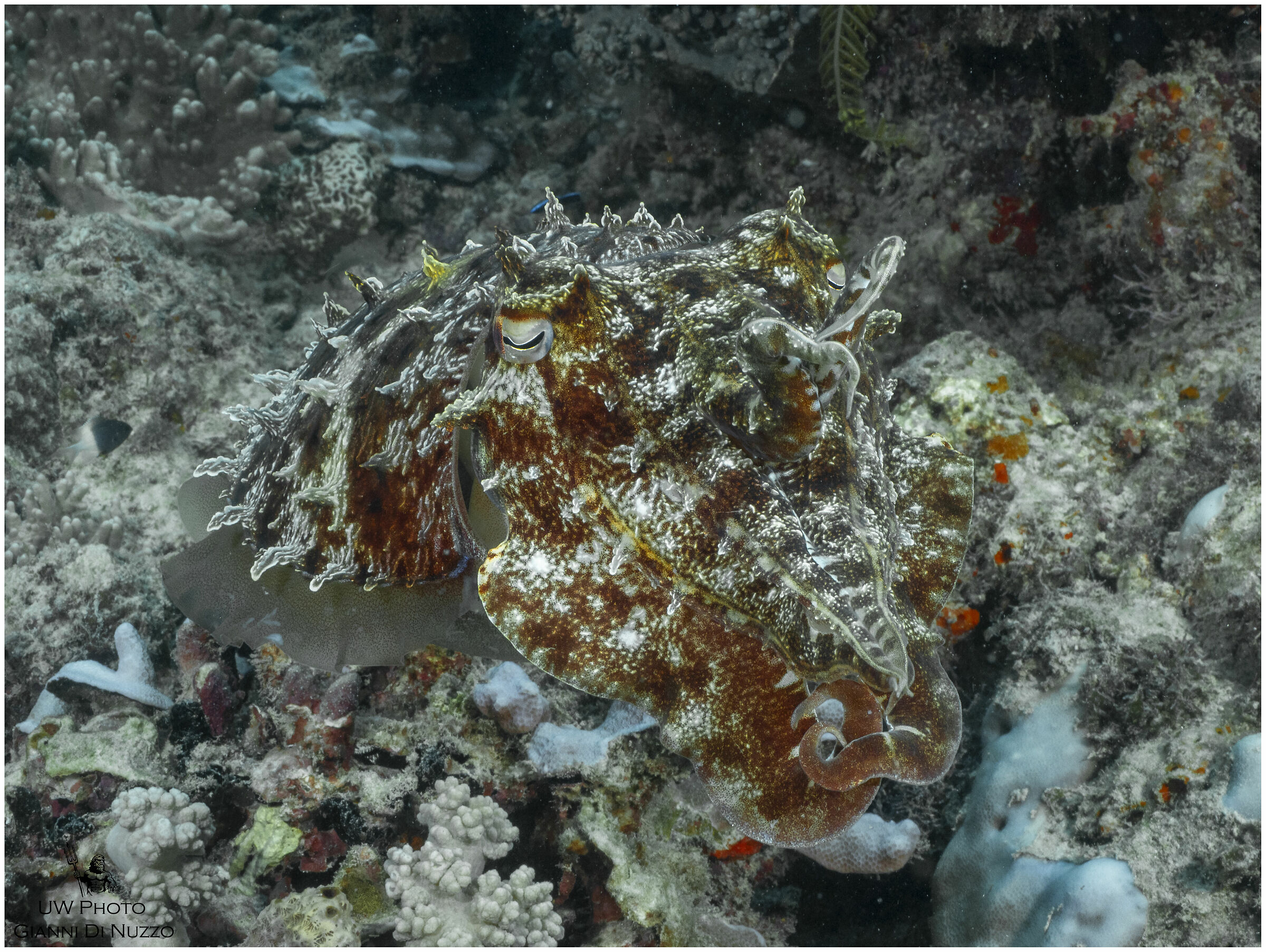 In insalata è meglio