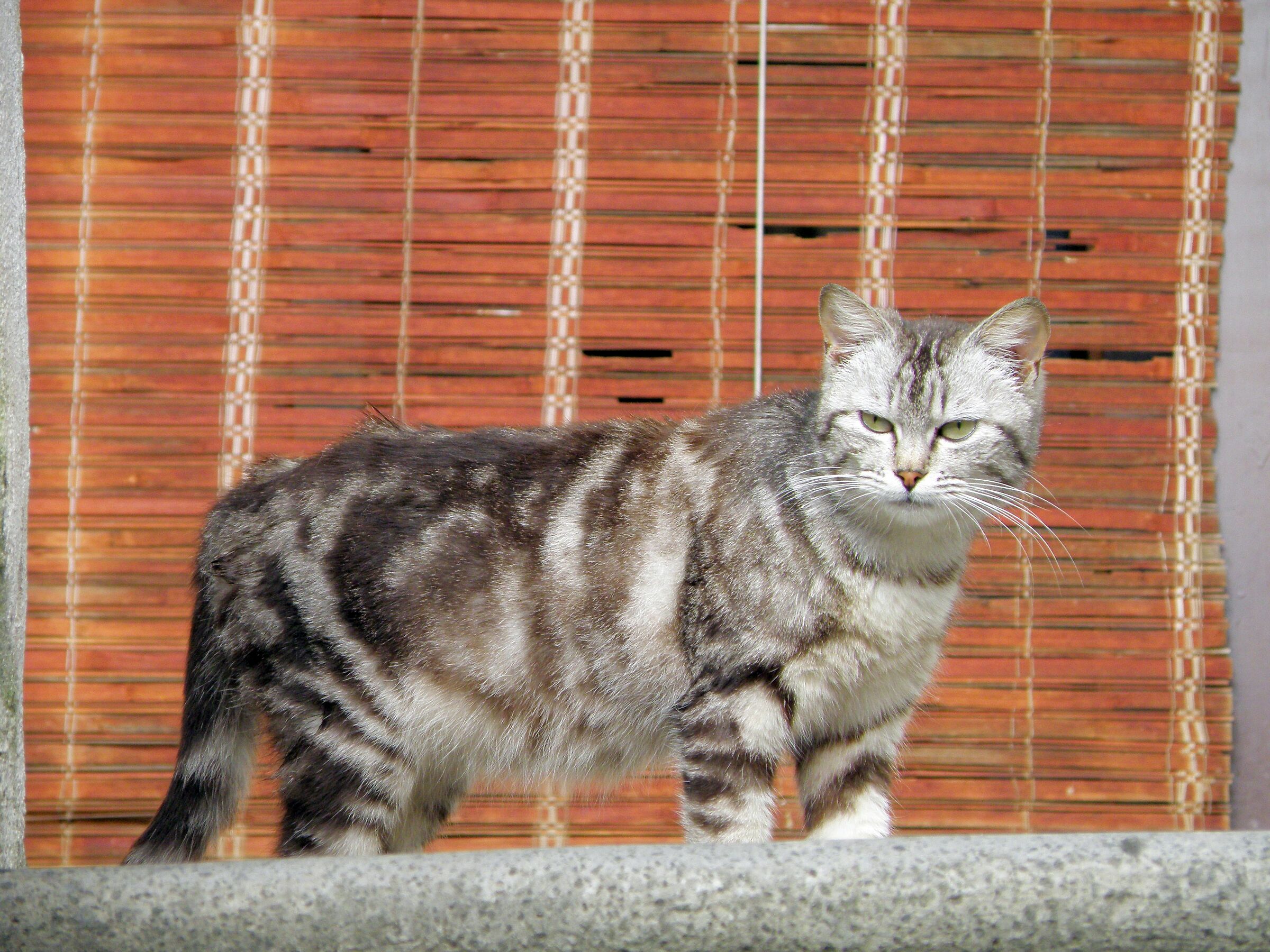 The little cat lookout