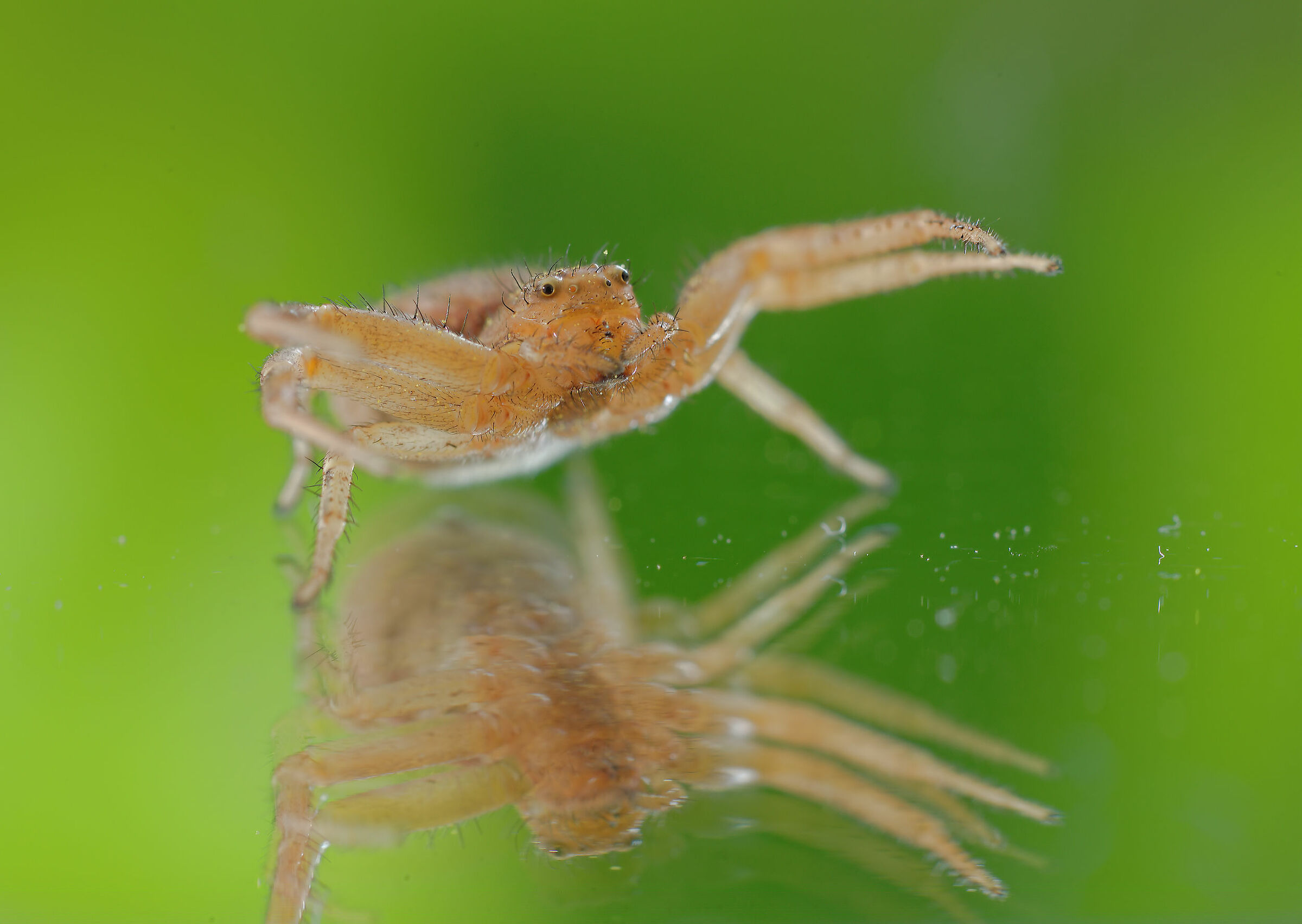 Thomisidae, New