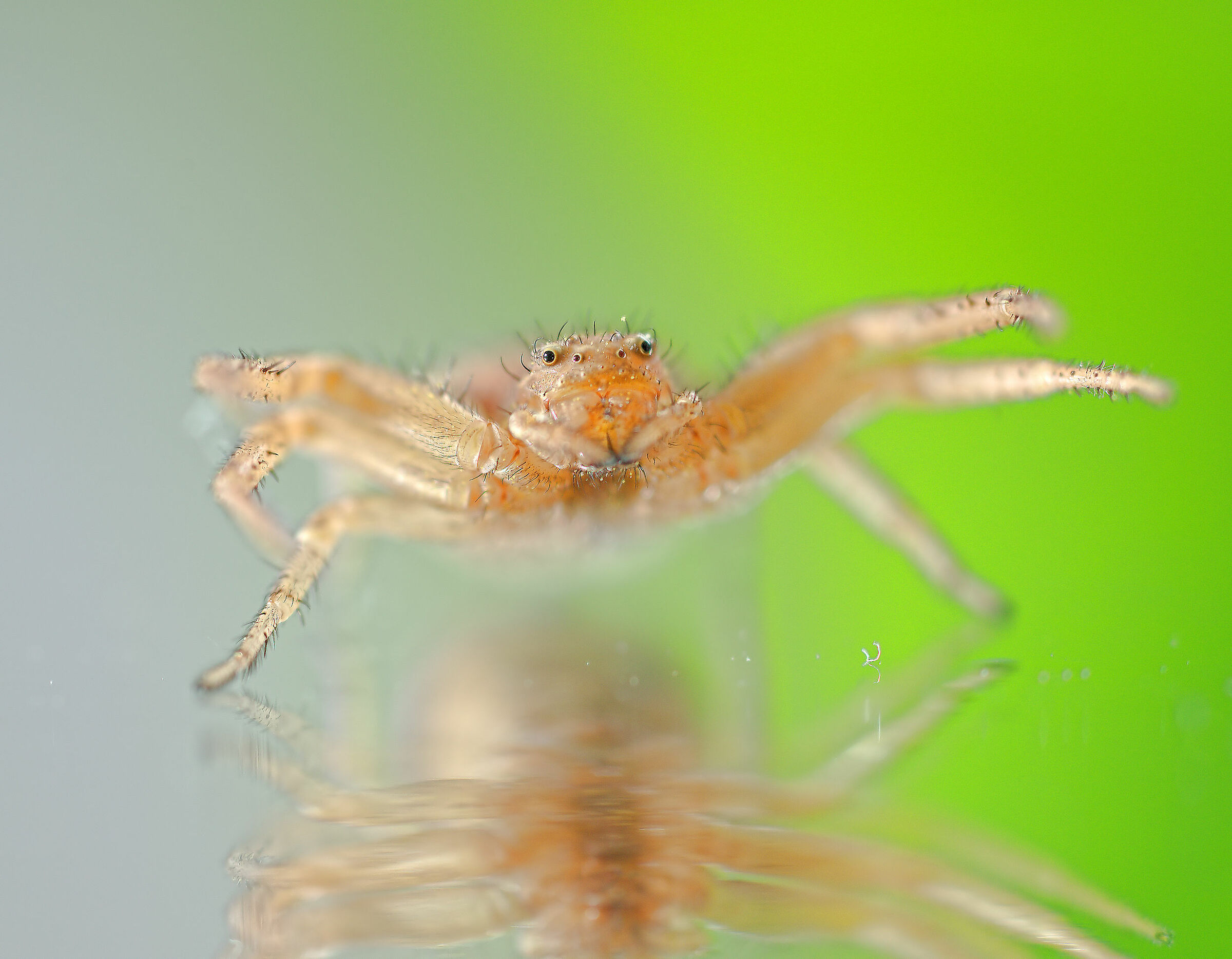 Thomisidae, New
