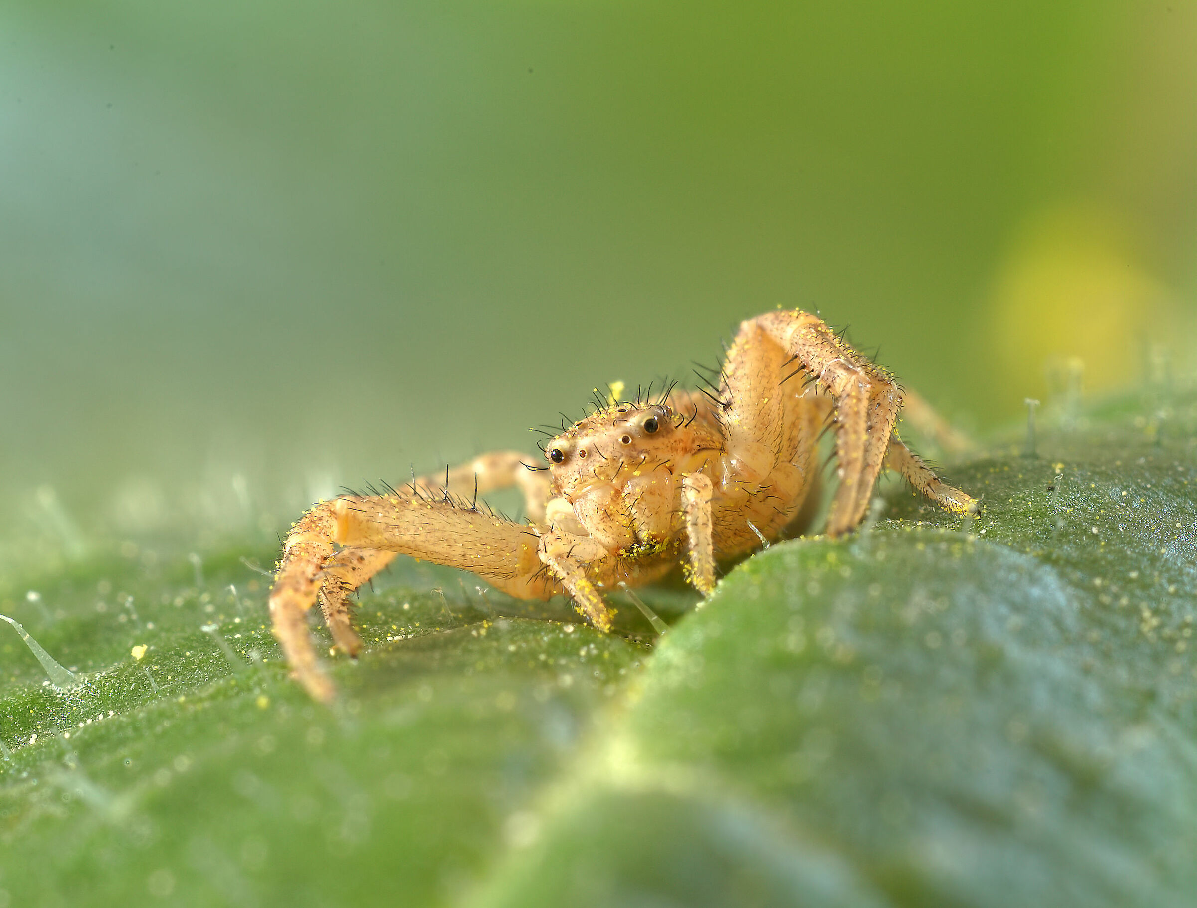 Thomisidae, New