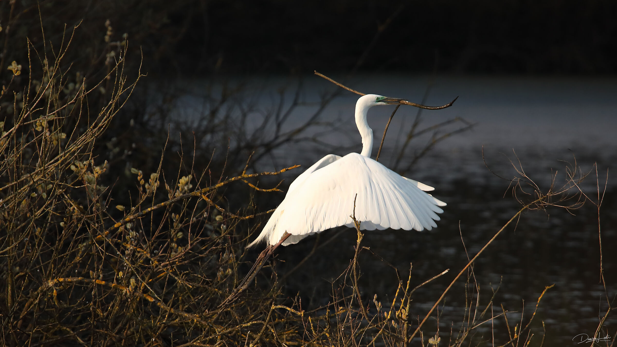Airone bianco maggiore