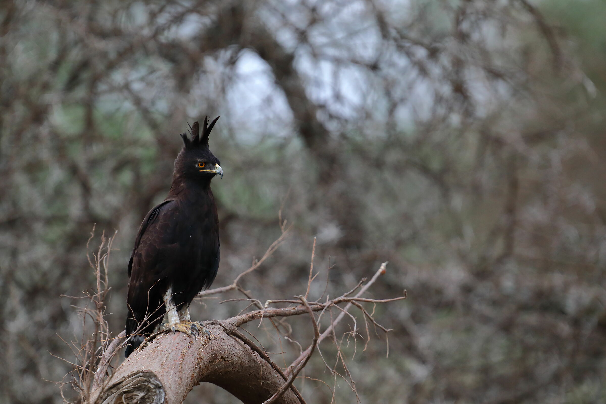 Aquila Lungo-crestata