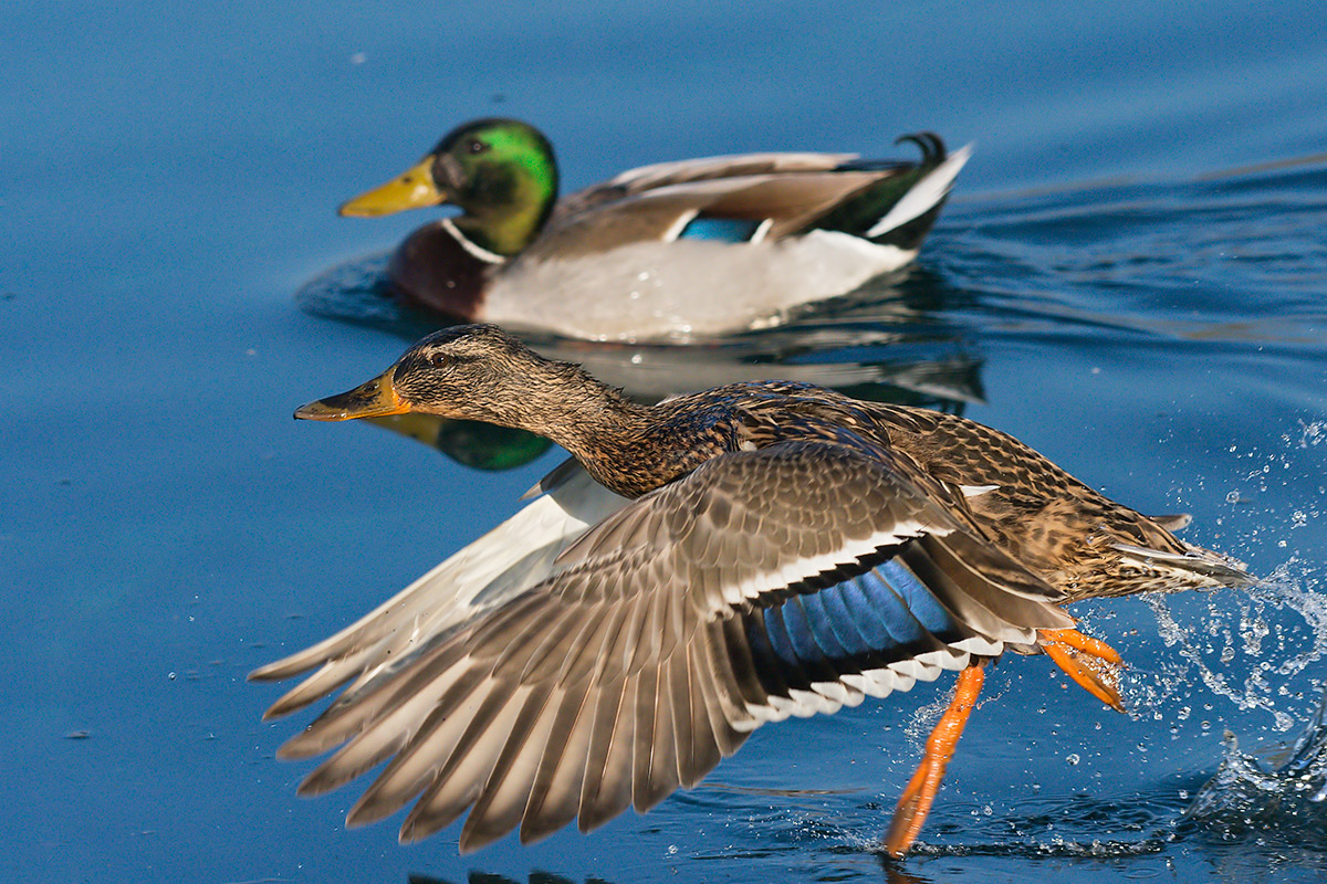 Femmina di Germano reale all'involo
