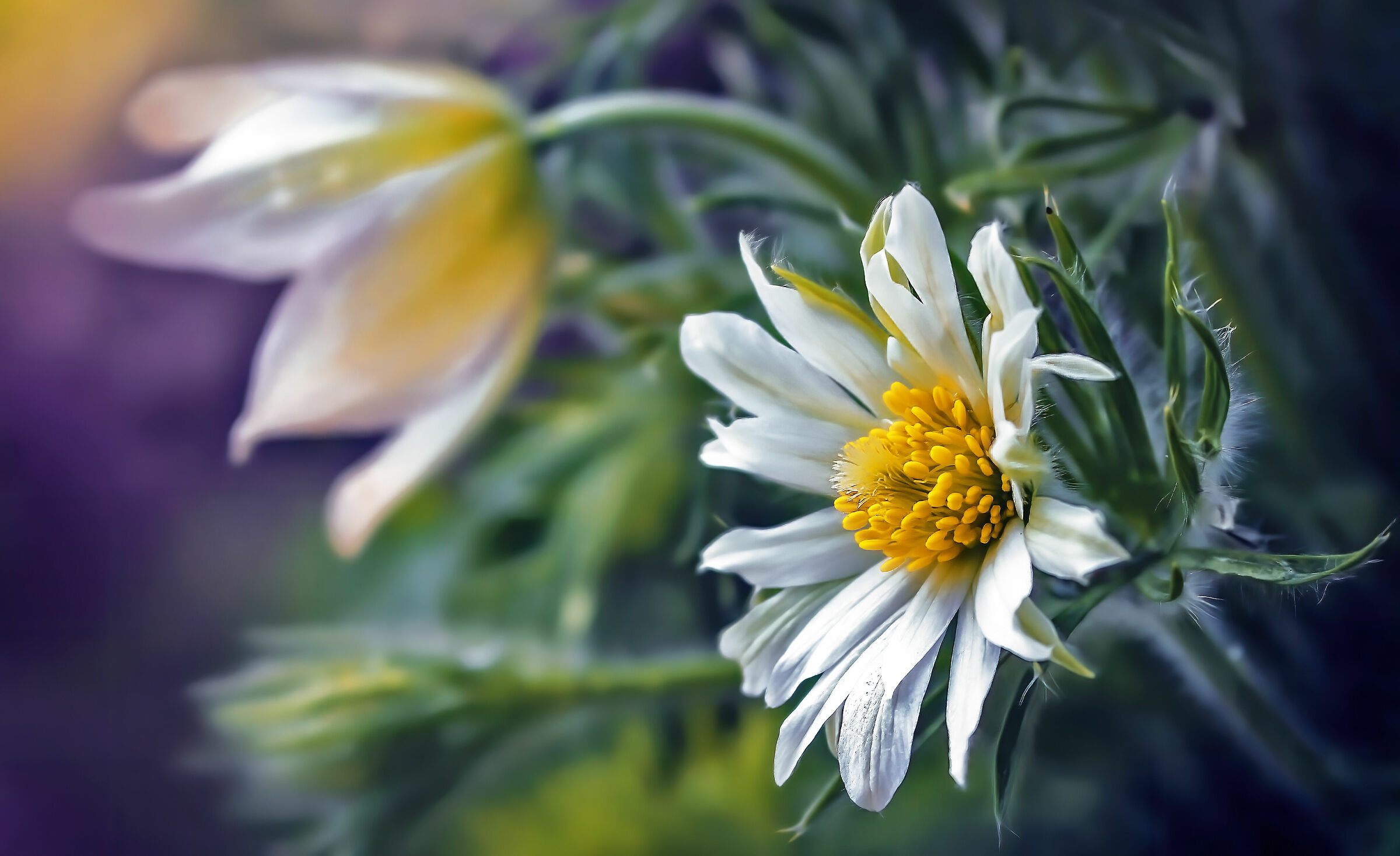 I tre stadi della fioritura