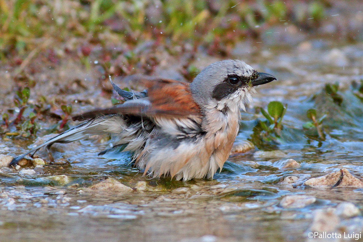Having it small (Lanius collurium)