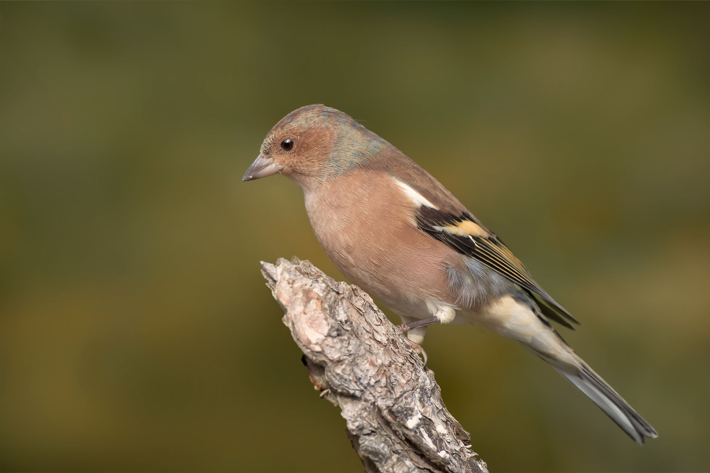 Fringuello juv. - Autunno 2019